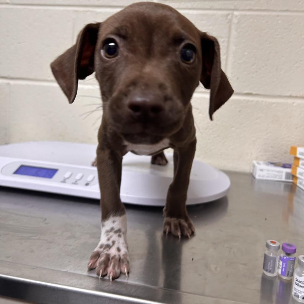 Skittles, a Adoptable Mixed Breed in Roxboro, NC image 2/2