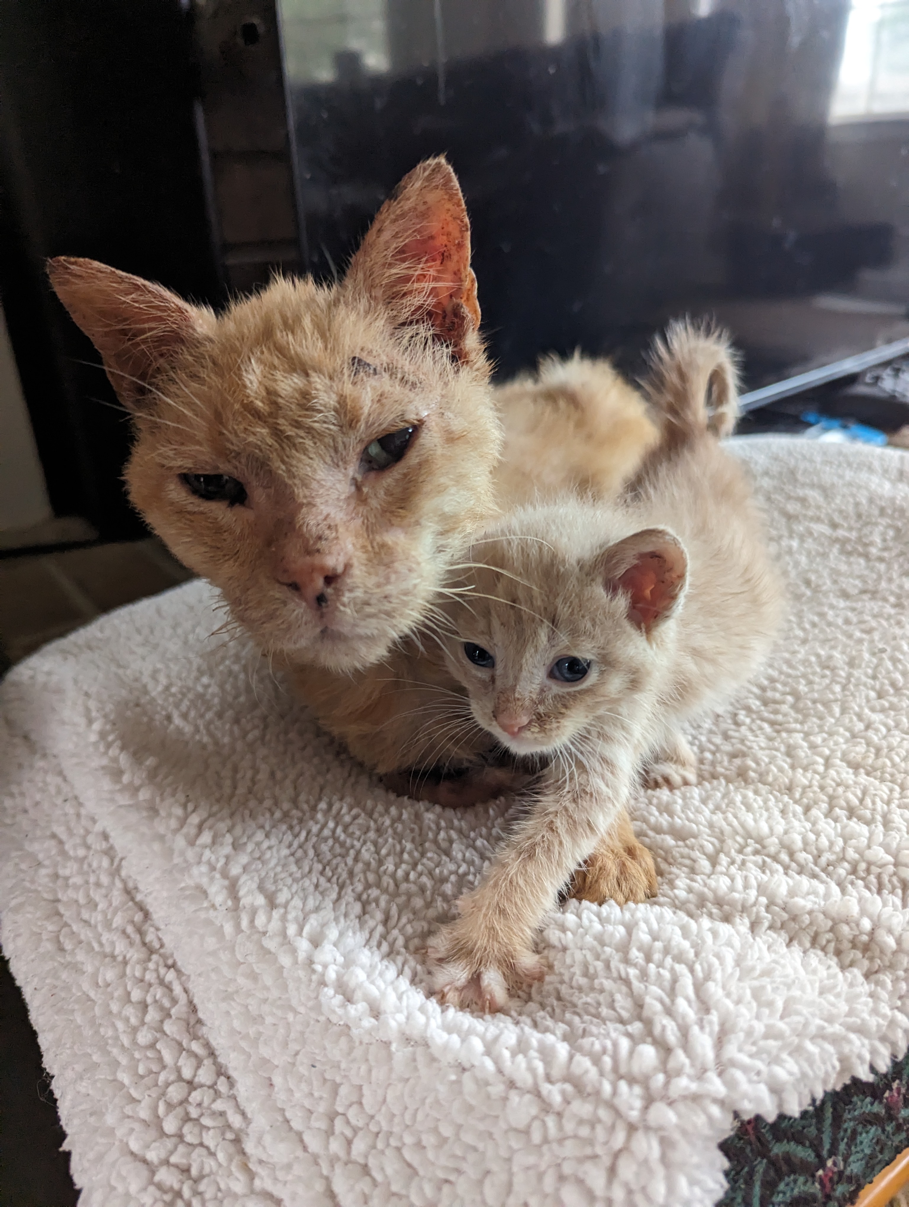 Enlarge Baker, a Adopted Domestic Short Hair in Converse, TX image 3/4