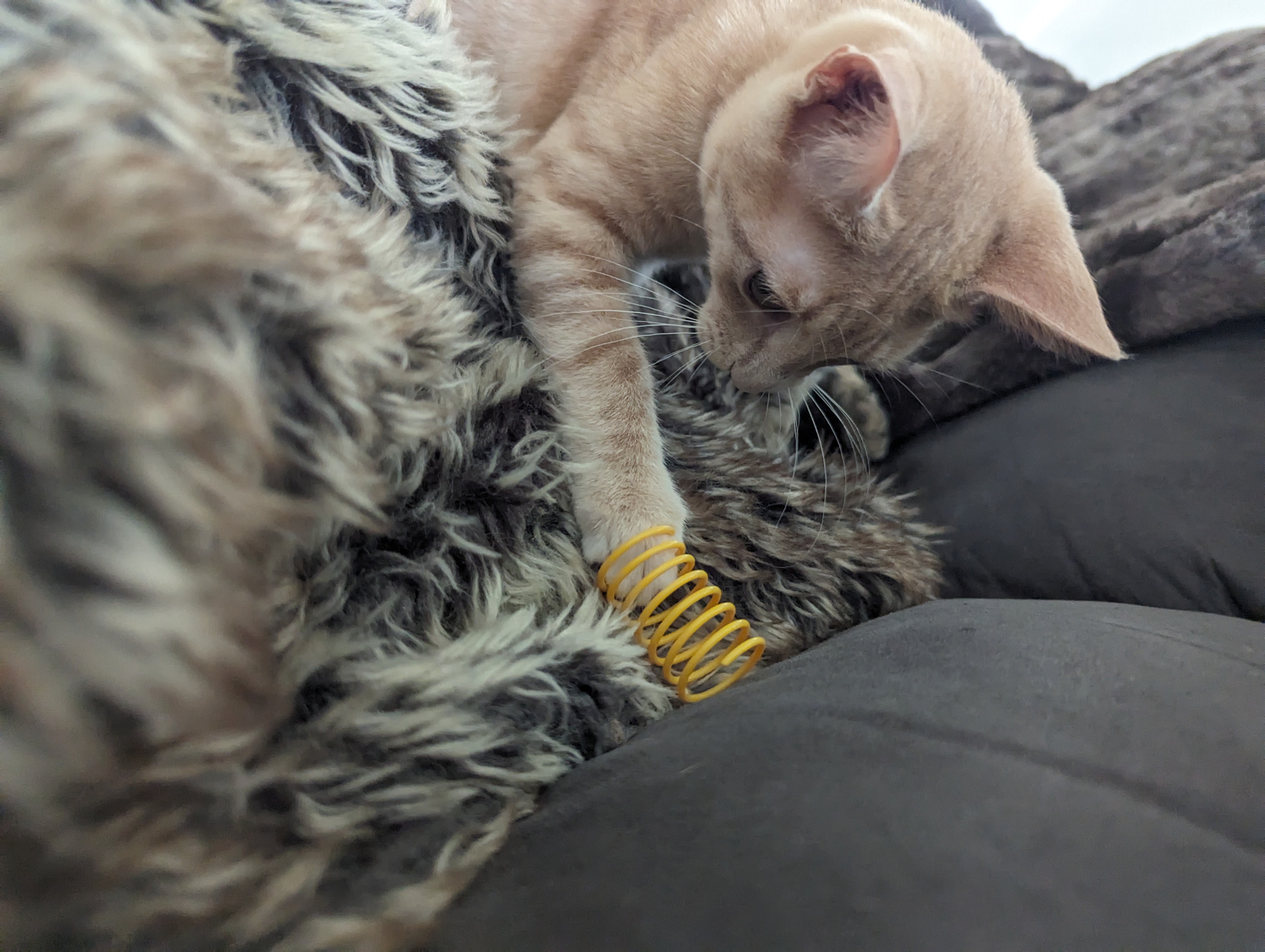 Baker, Adopted, Young Male Domestic Short Hair.