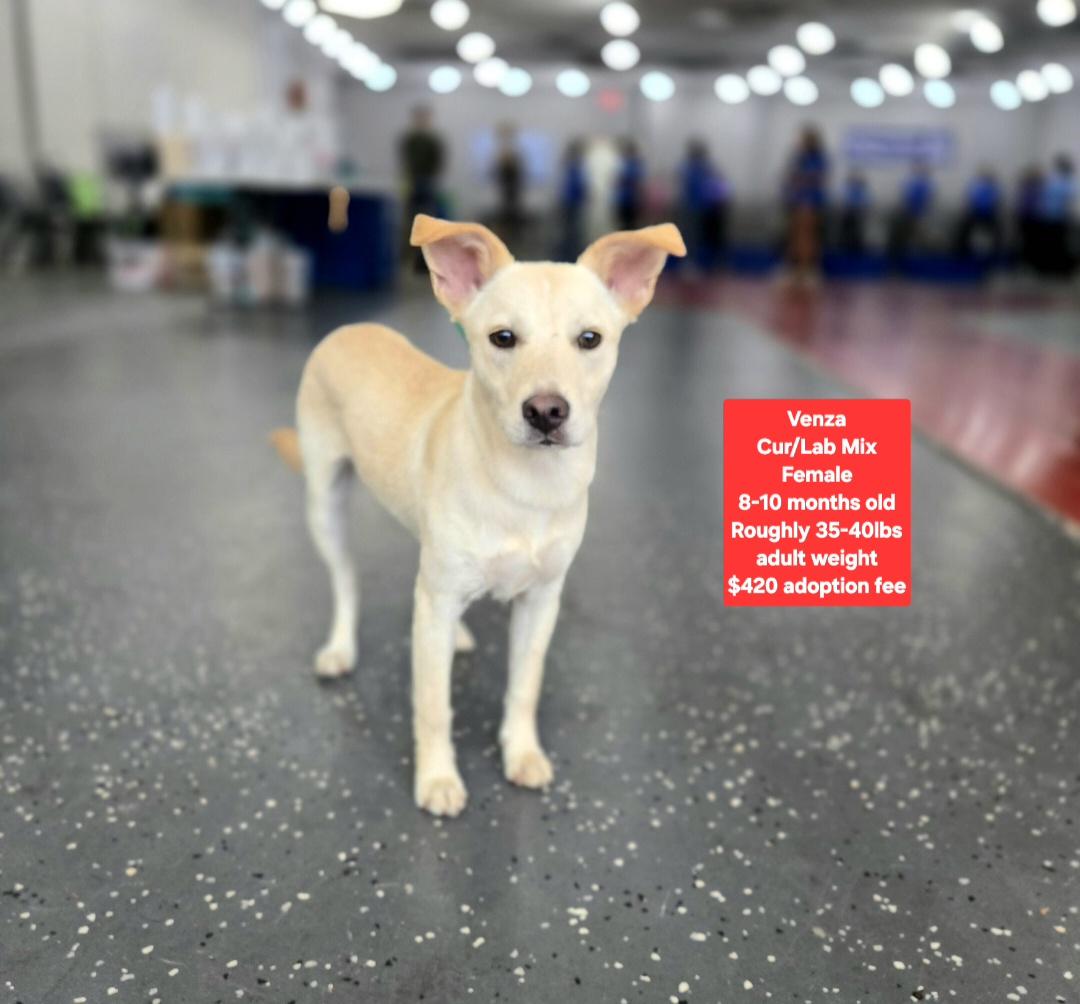 Enlarge Venza, a ADOPTABLE mixed breed in Oviedo, FL image 1/1