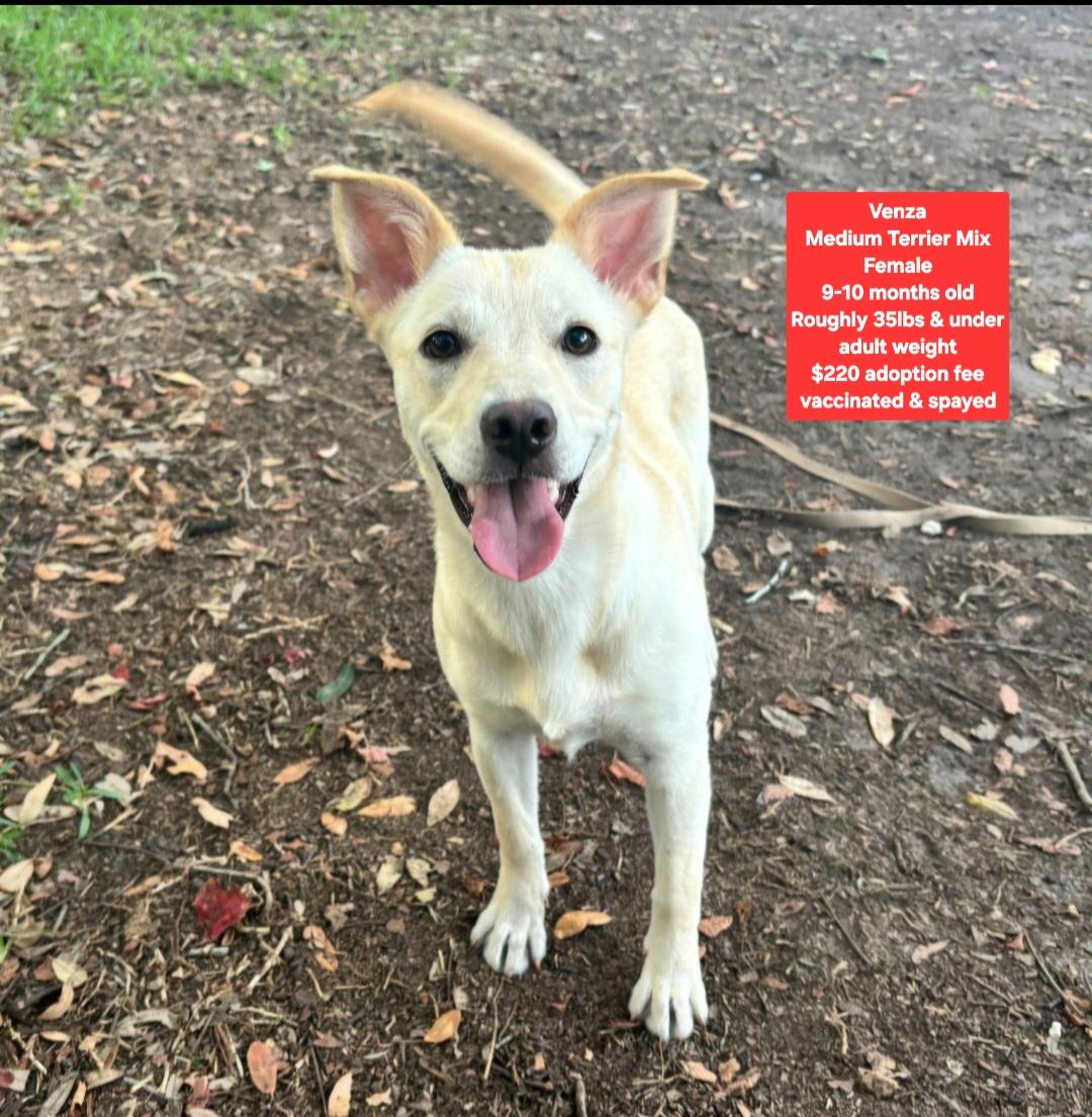 Venza, ADOPTABLE, Young Female Terrier.
