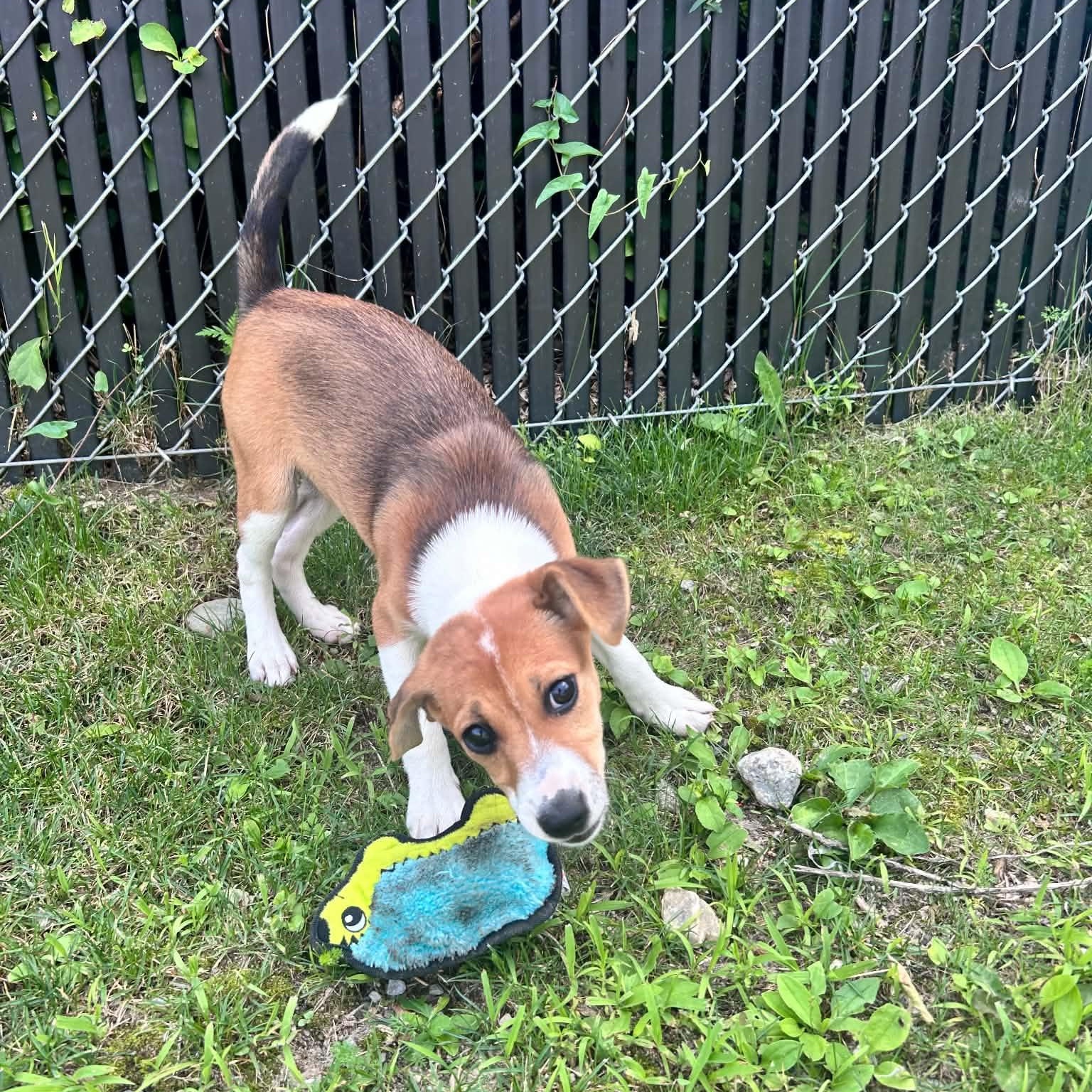 Polly, ADOPTABLE, Puppy Female Beagle.