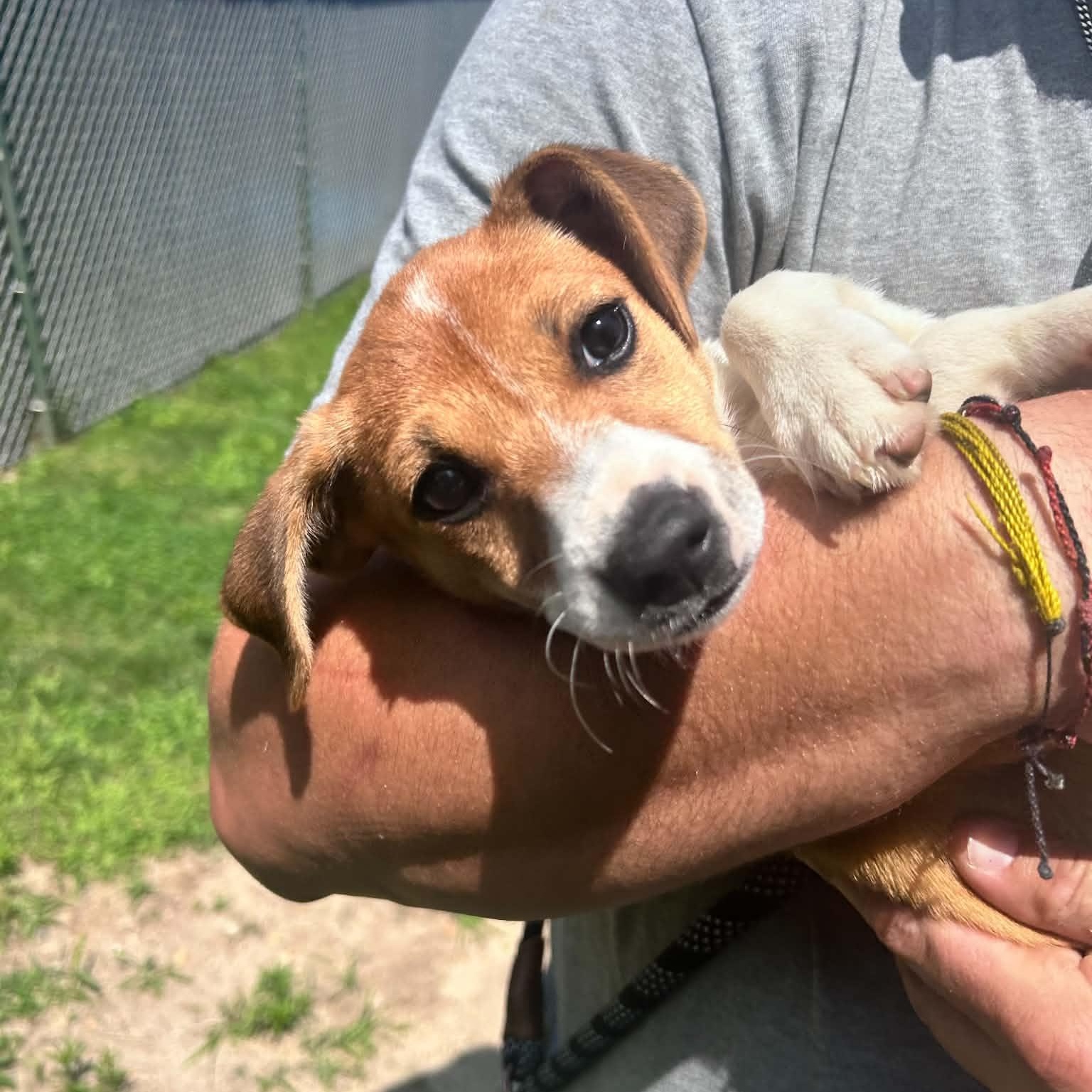 Enlarge Polly, a ADOPTABLE mixed breed in Danbury, CT image 2/4
