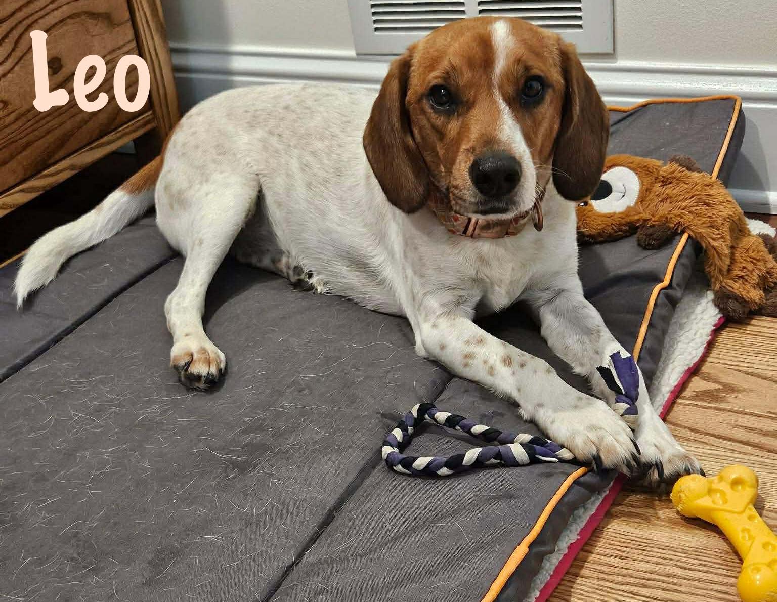 Enlarge Leo, an adopted mixed breed in Elburn, IL image 1/4