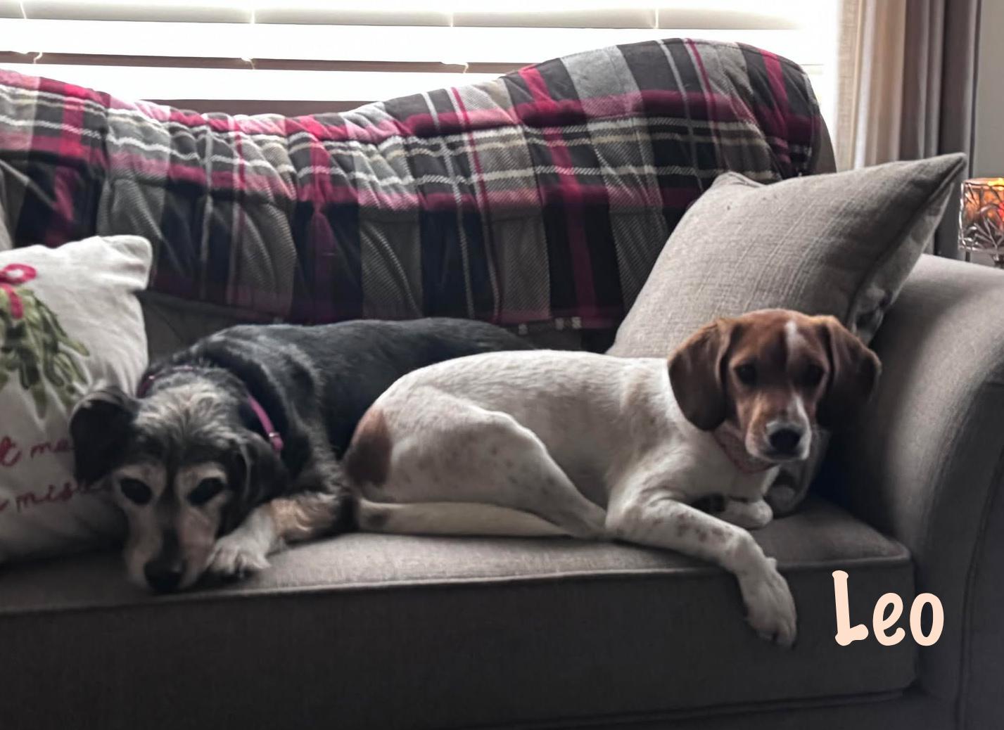 Enlarge Leo, an adopted mixed breed in Elburn, IL image 3/4