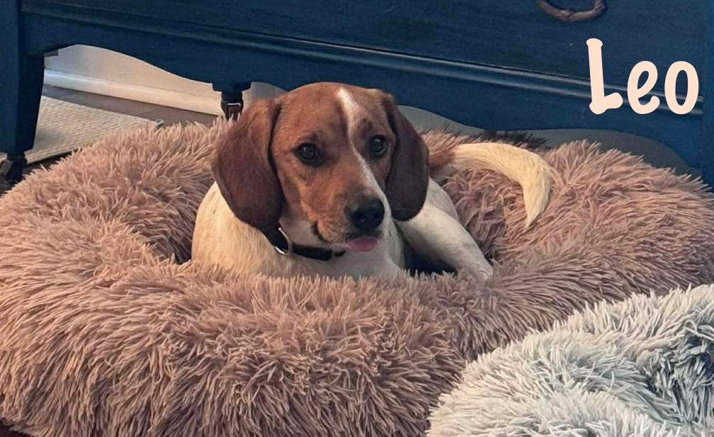 Enlarge Leo, an adopted mixed breed in Elburn, IL image 2/4