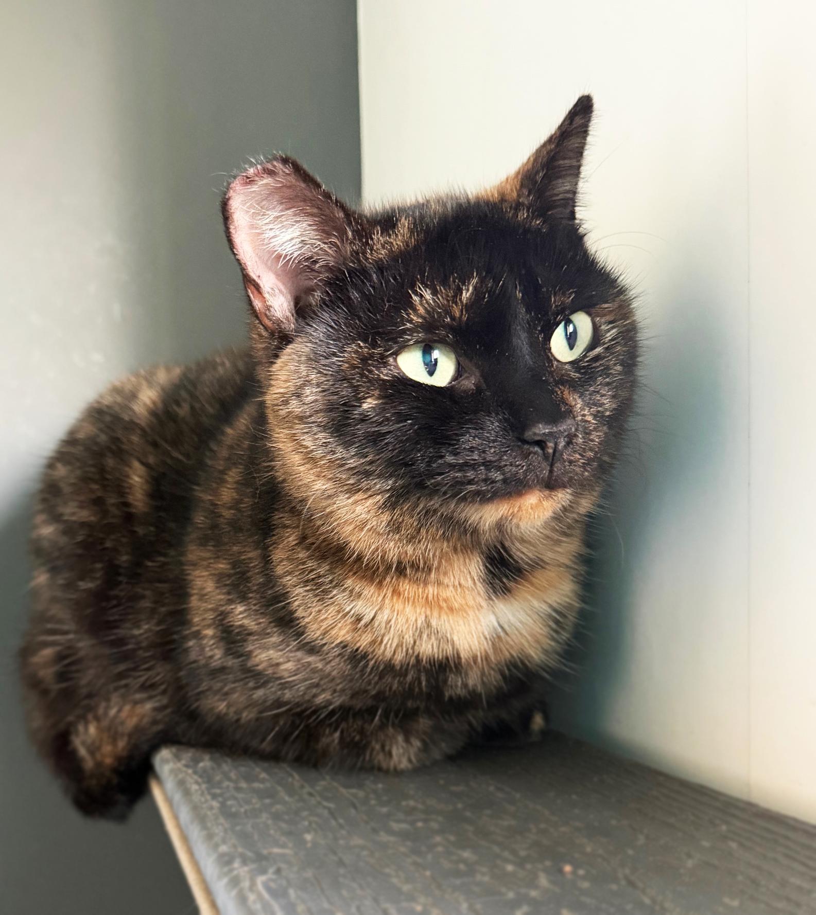 Donna Lynn, adopted, Adult Female Domestic Short Hair.