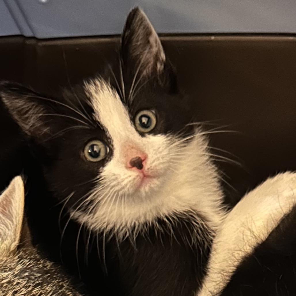 Enlarge Clank, a Adoptable Domestic Short Hair in Bel Air, MD image 1/2