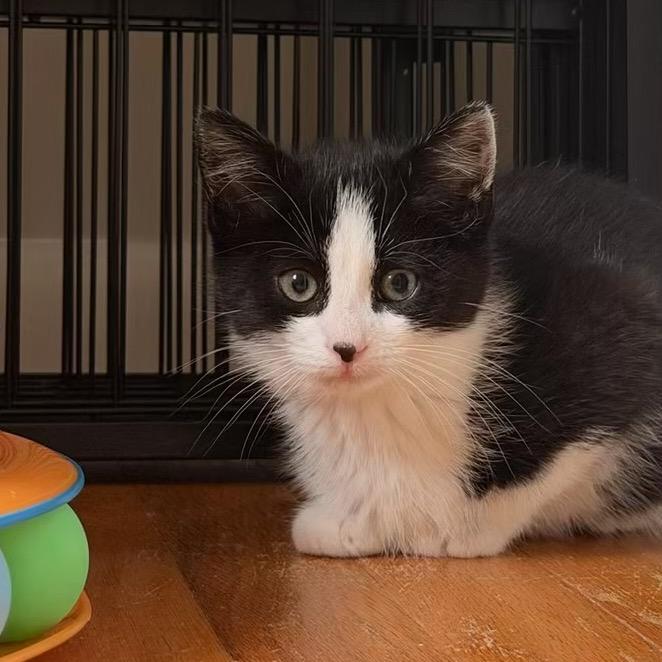 Enlarge Clank, a Adoptable Domestic Short Hair in Bel Air, MD image 2/2