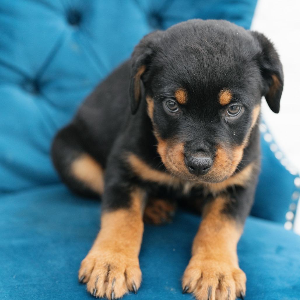 Enlarge Odyssey, a ADOPTABLE Rottweiler in Zionsville, IN image 1/1