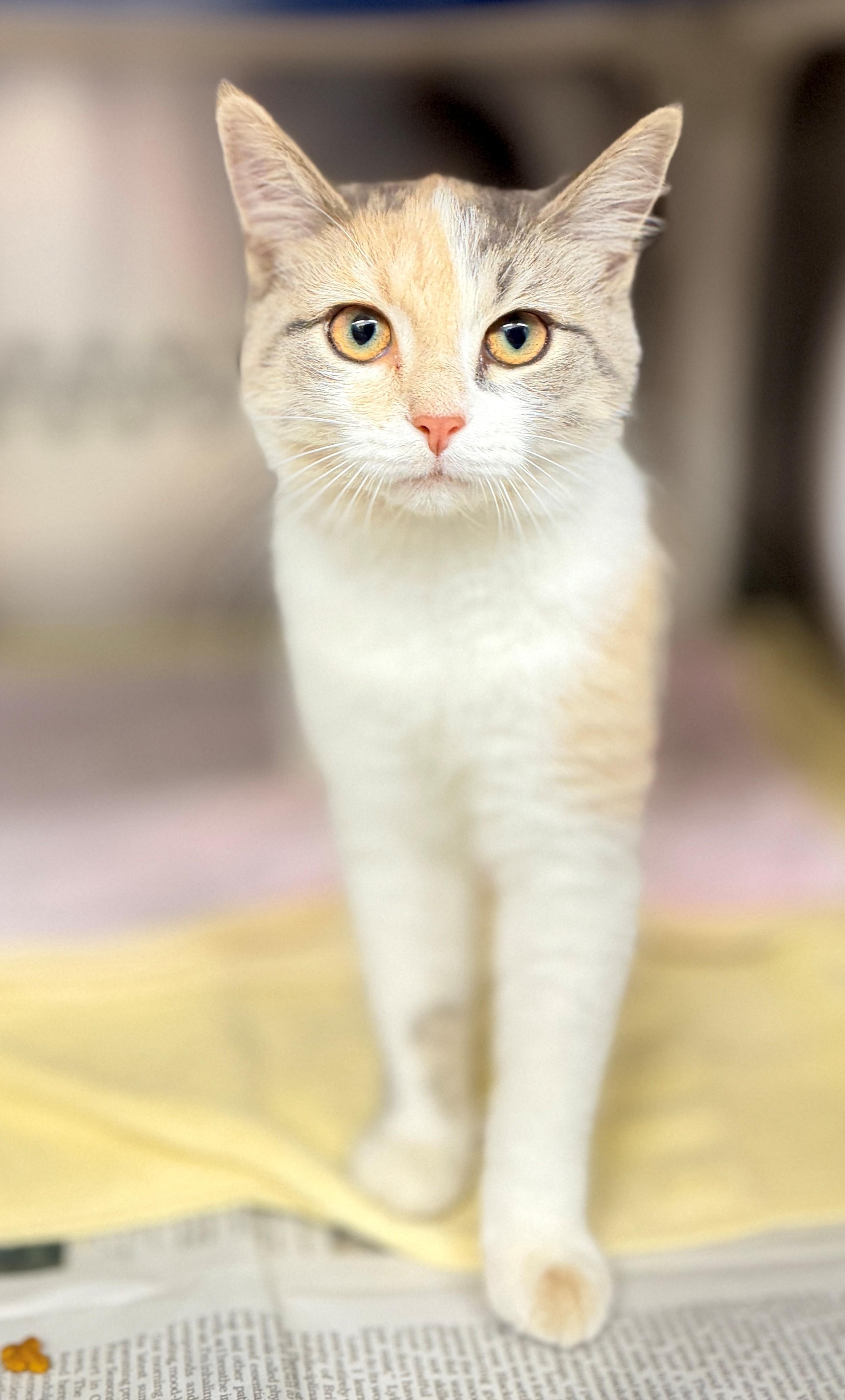 Enlarge Scallop, a Adopted Domestic Short Hair in Hamilton, ON image 2/4