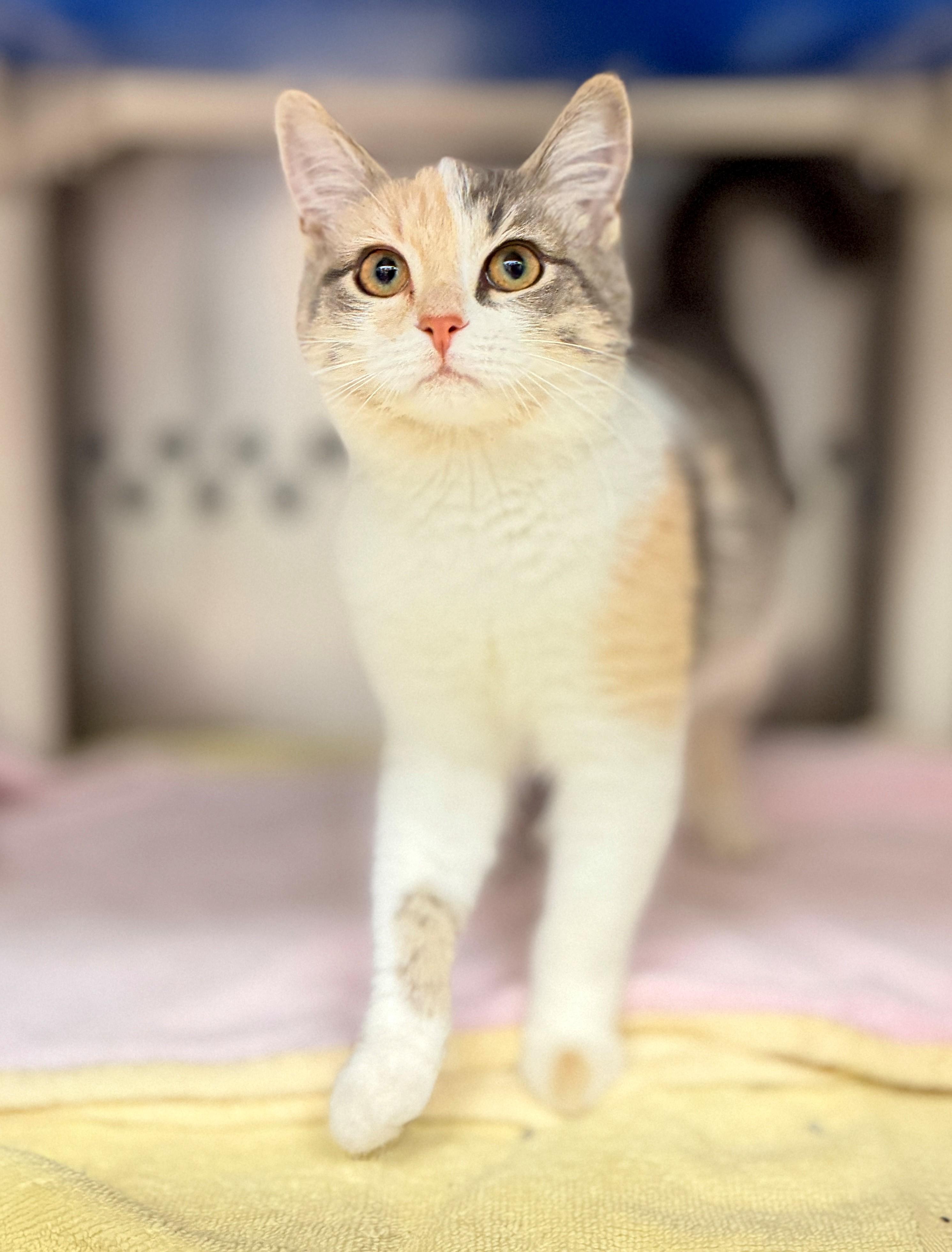 Scallop, Adopted, Kitten Female Domestic Short Hair.
