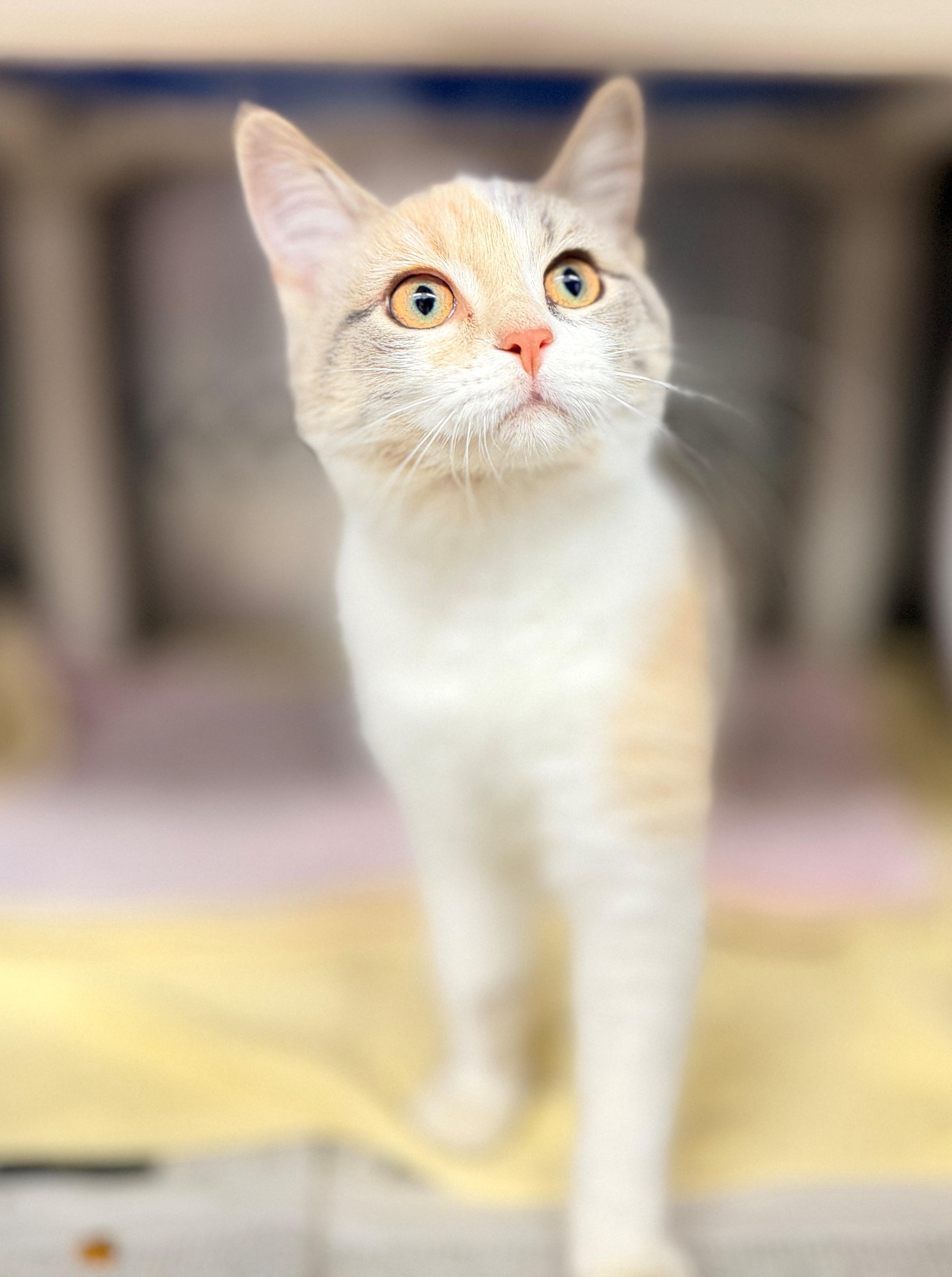 Enlarge Scallop, a Adopted Domestic Short Hair in Hamilton, ON image 3/4