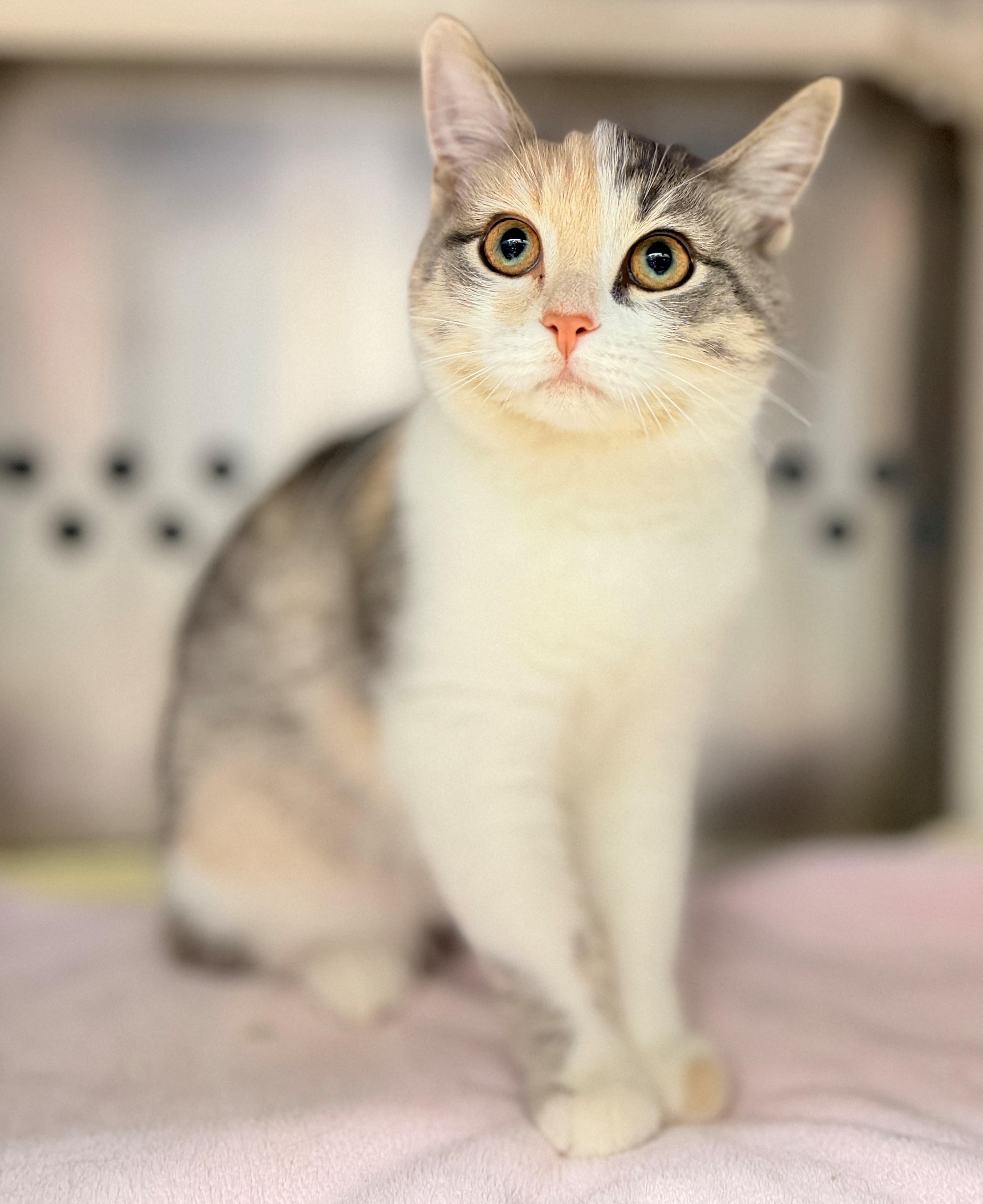 Enlarge Scallop, a Adopted Domestic Short Hair in Hamilton, ON image 4/4