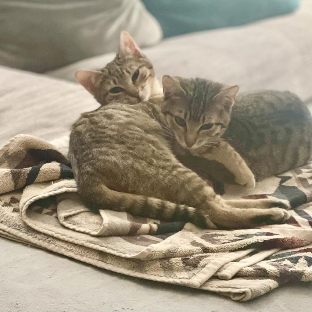 Enlarge Goldie, a Adoptable Domestic Short Hair in New York, NY image 3/4