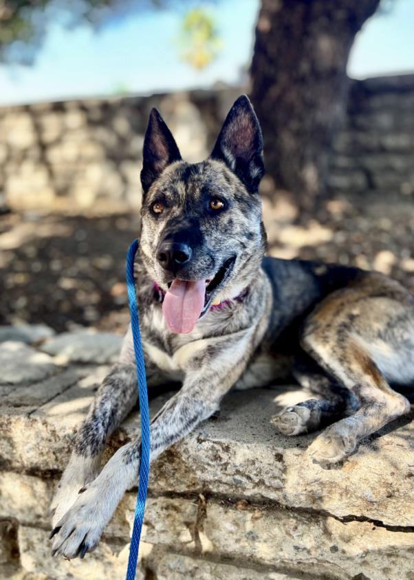 NINA, Adoptable, Adult Female Dutch Shepherd.