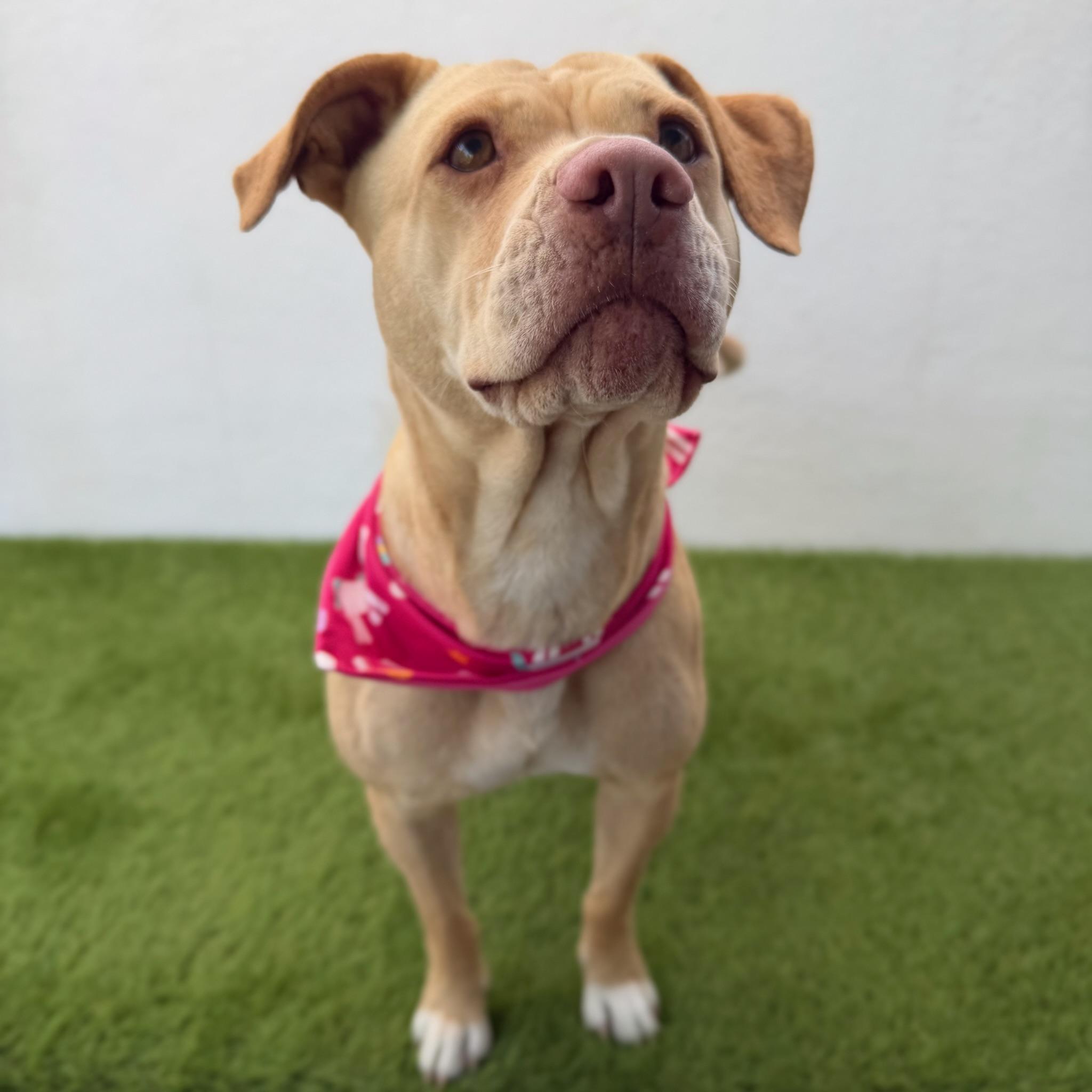 FLORIDA, an adopted mixed breed in La Jolla, CA image 4/6