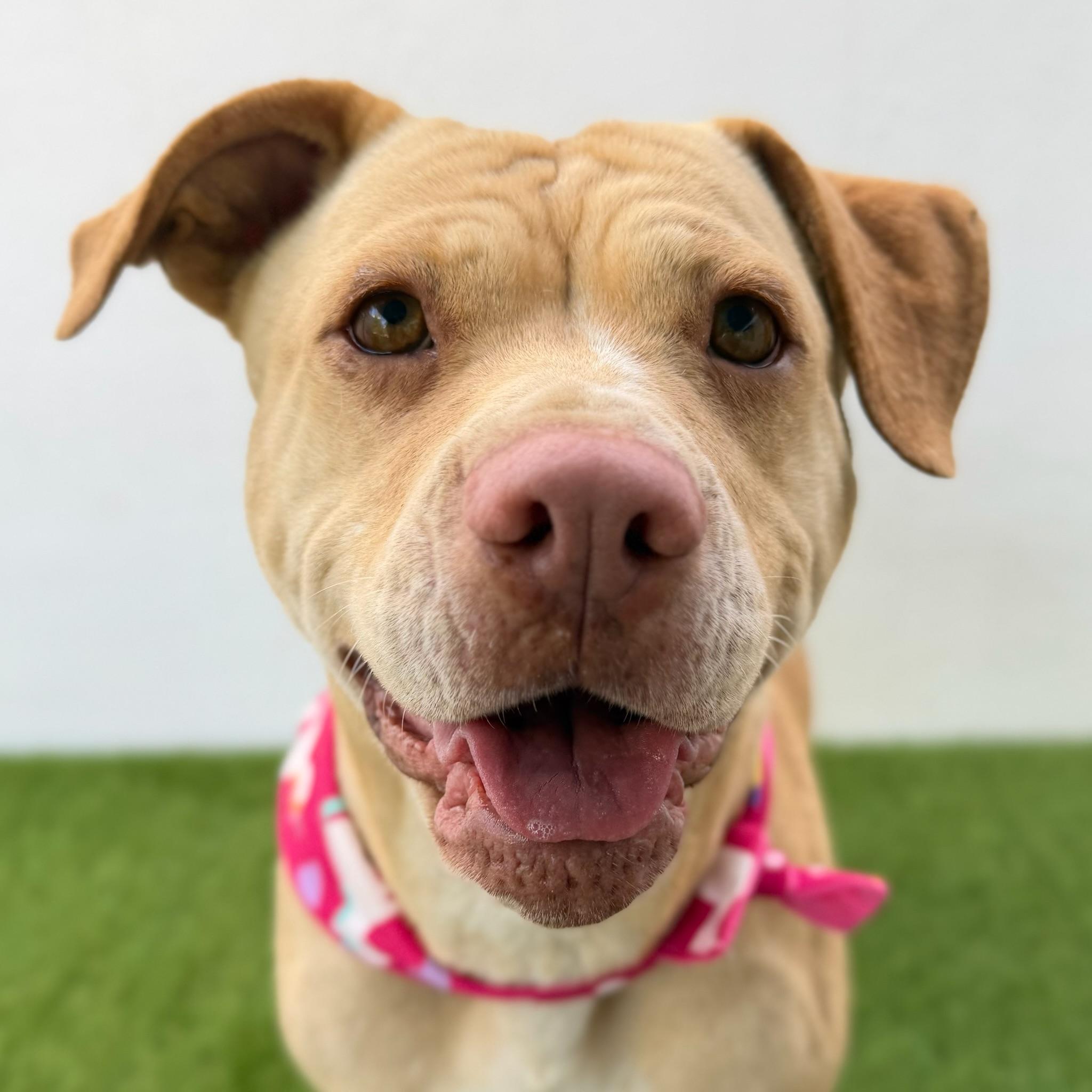 FLORIDA, adopted, Young Female Labrador Retriever & Pit Bull Terrier.