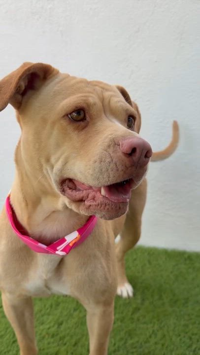 Enlarge FLORIDA, an adopted mixed breed in La Jolla, CA video 3/6