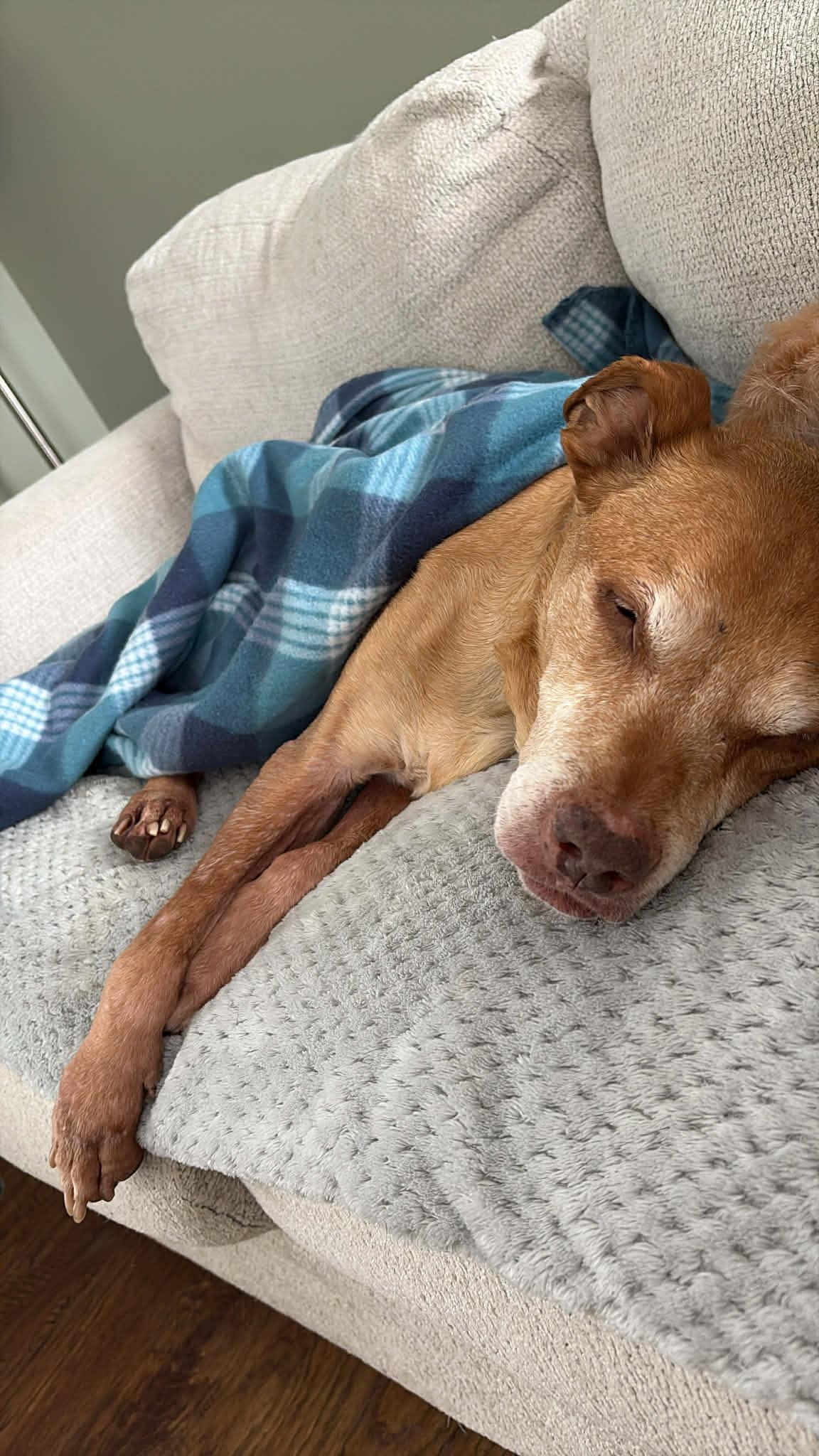 Enlarge Harvey, a Adoptable mixed breed in Powell, TN image 6/6