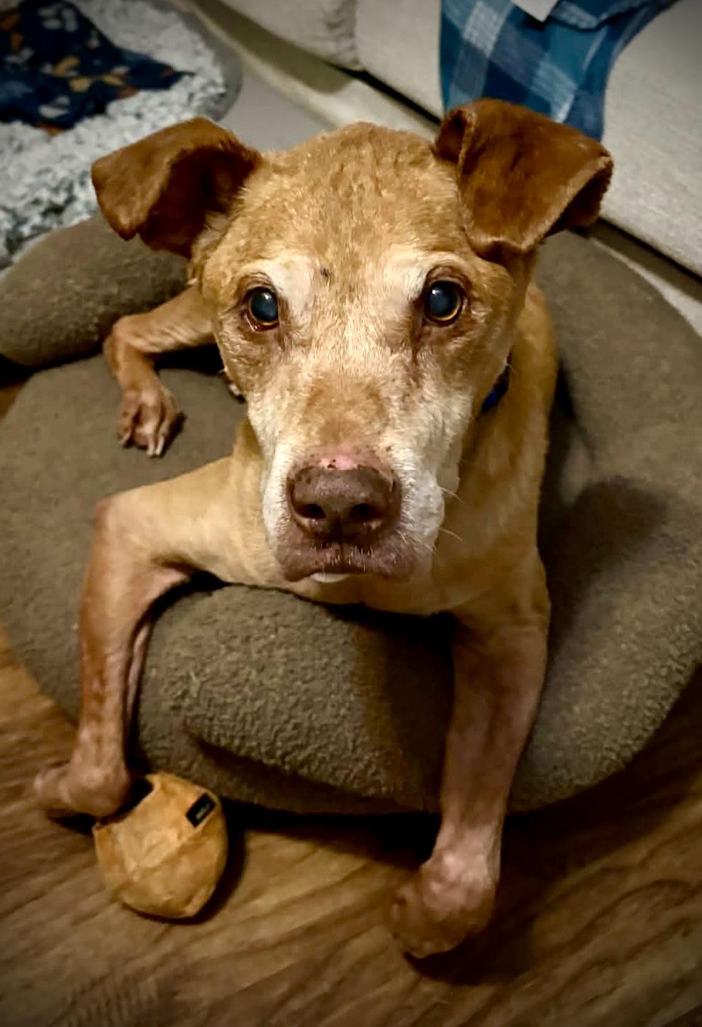 Enlarge Harvey, a Adoptable mixed breed in Powell, TN image 1/6