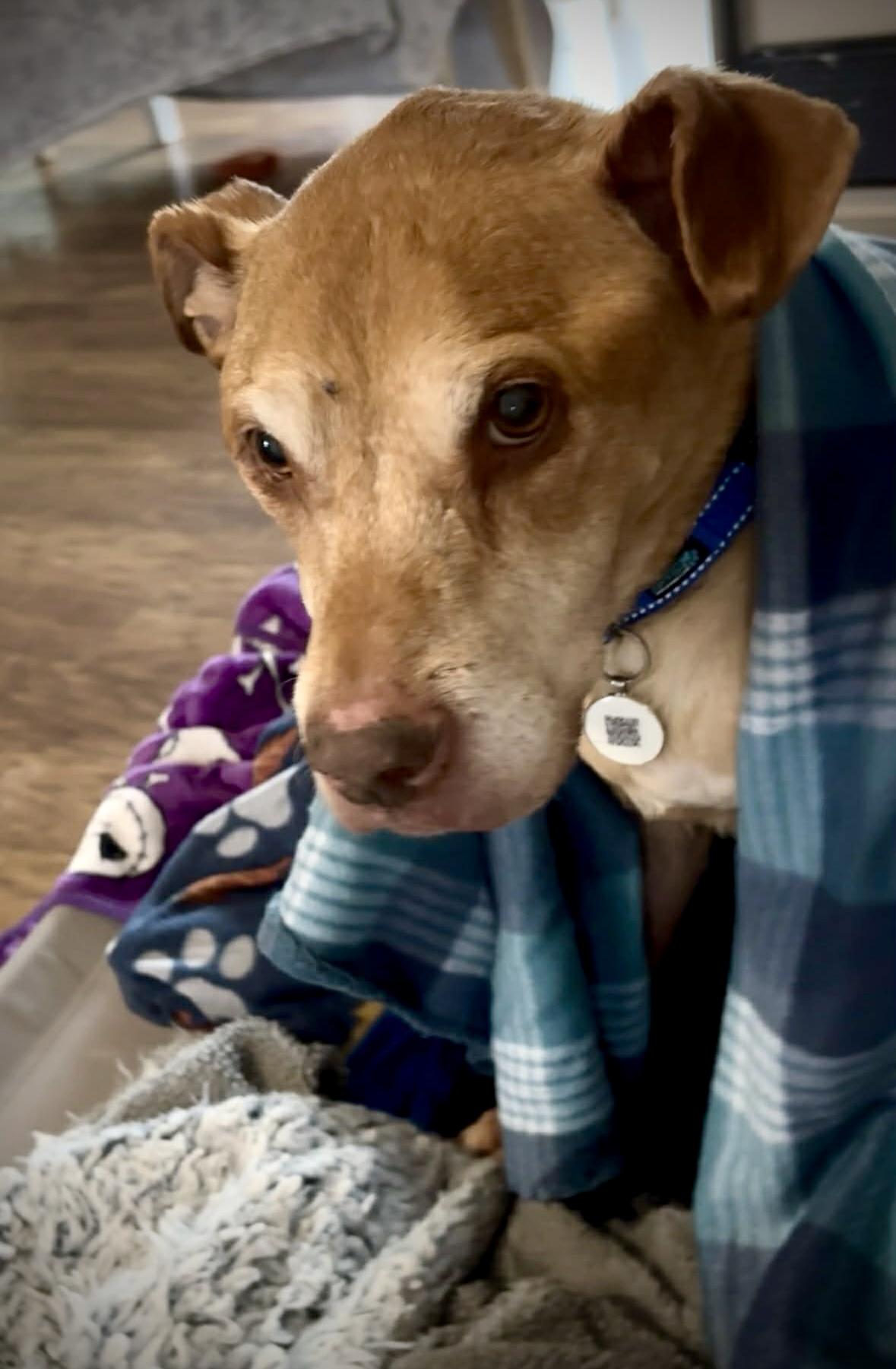 Enlarge Harvey, a Adoptable mixed breed in Powell, TN image 5/6