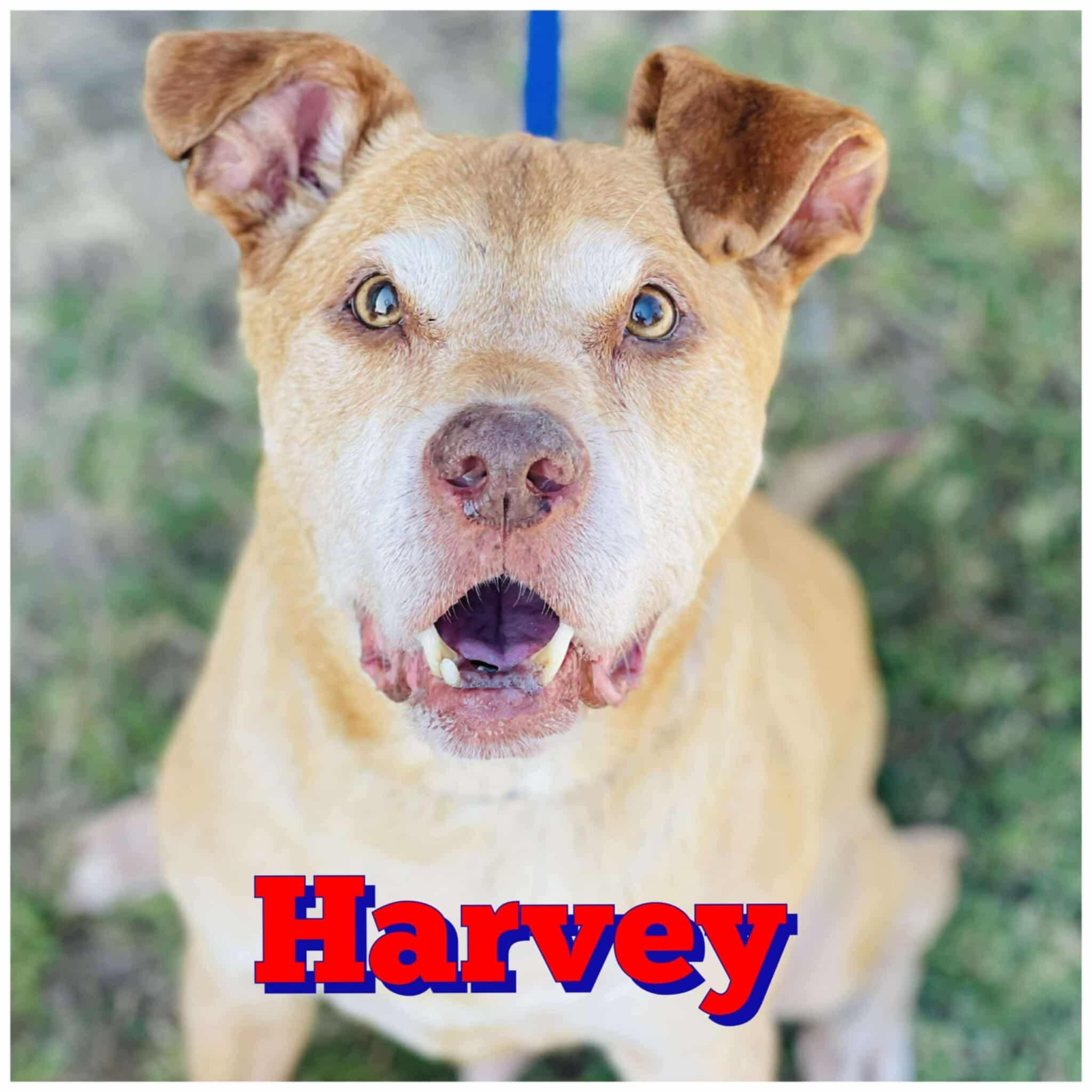 Harvey, Adoptable, Senior Male Shepherd & Pit Bull Terrier.