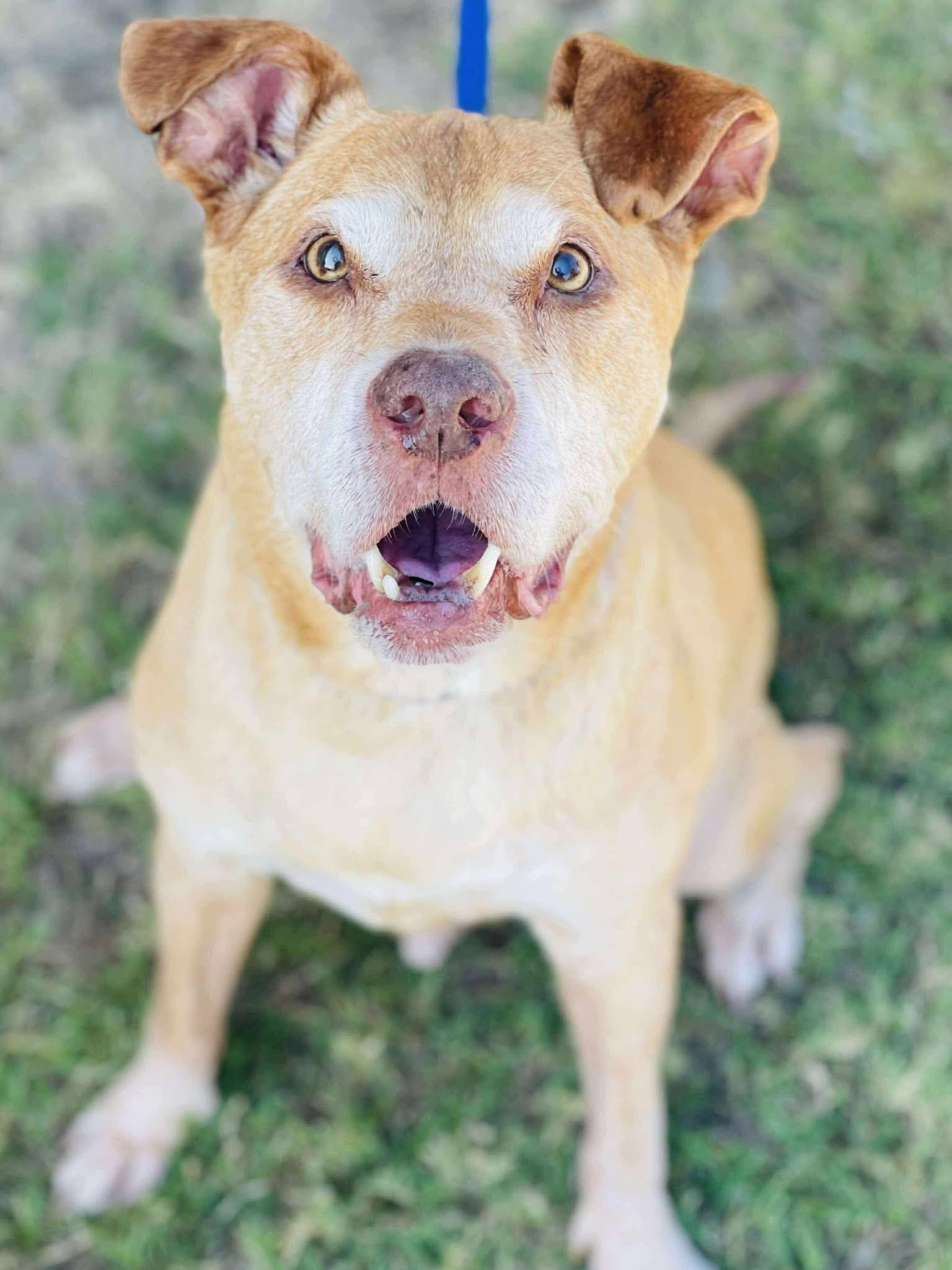 Harvey, Adoptable, Senior Male Shepherd & Pit Bull Terrier.