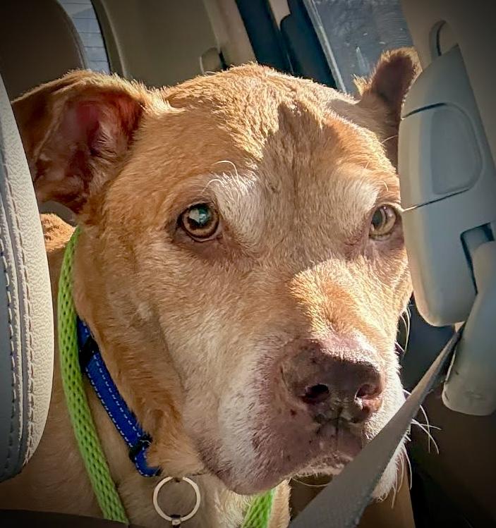 Enlarge Harvey, a Adoptable mixed breed in Powell, TN image 2/6