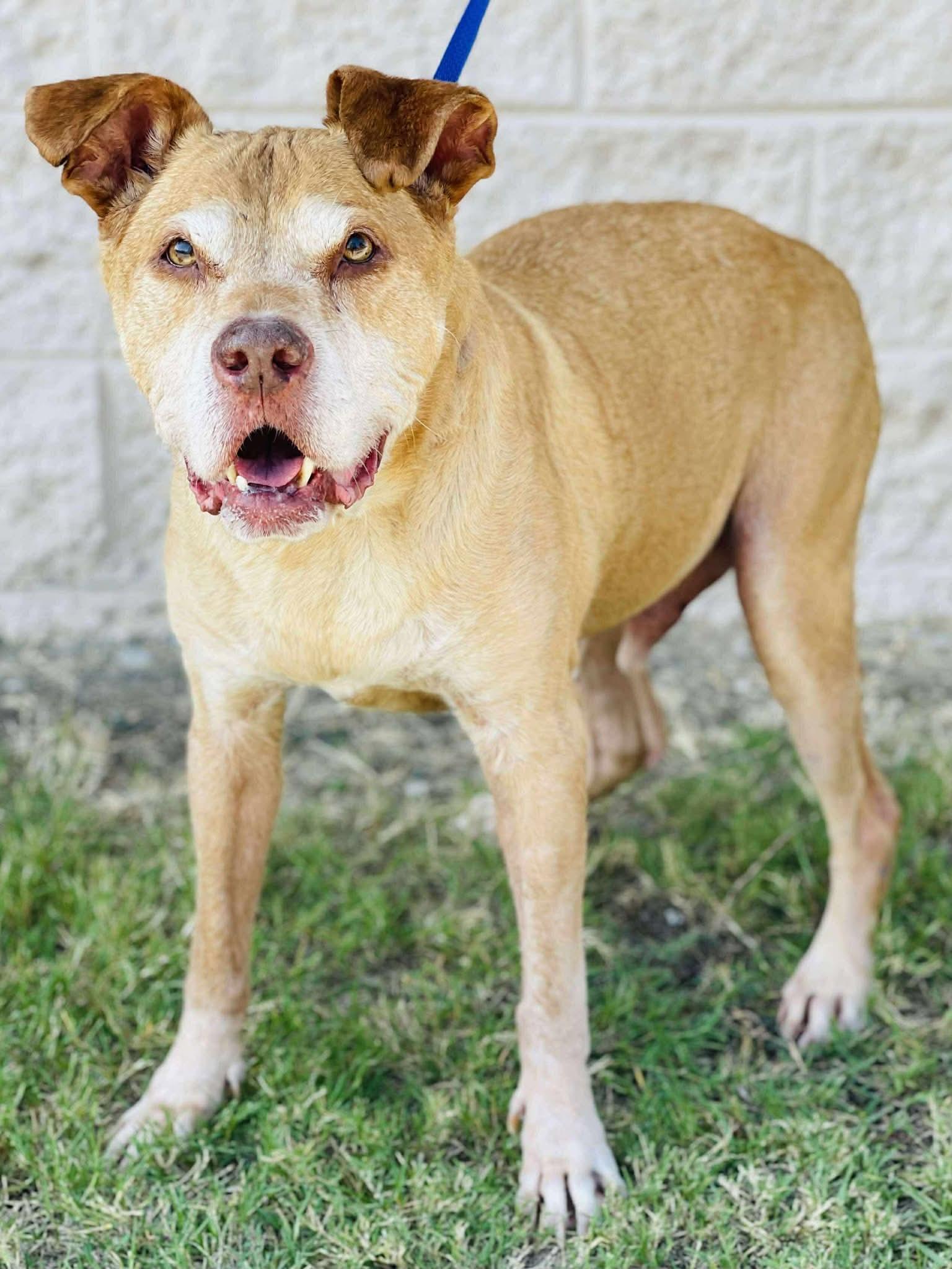 Harvey, Adoptable, Senior Male Shepherd & Pit Bull Terrier.
