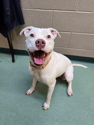 Enlarge Khalesi, a Adoptable mixed breed in Williamsport, PA image 1/3