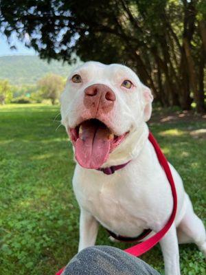 Enlarge Khalesi, a Adoptable mixed breed in Williamsport, PA image 2/3