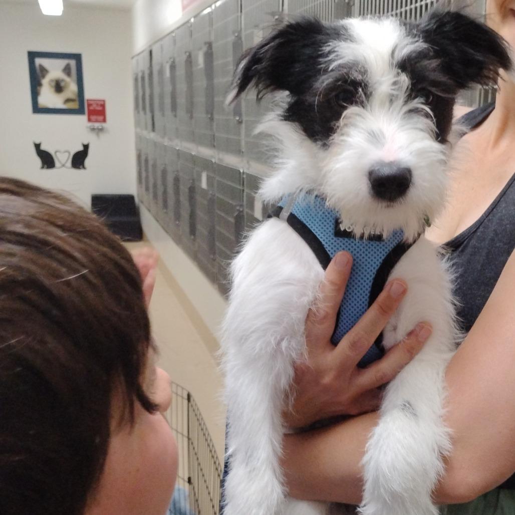 SPRITZ (puppy), a Adoptable Terrier in Pleasanton, CA image 1/6