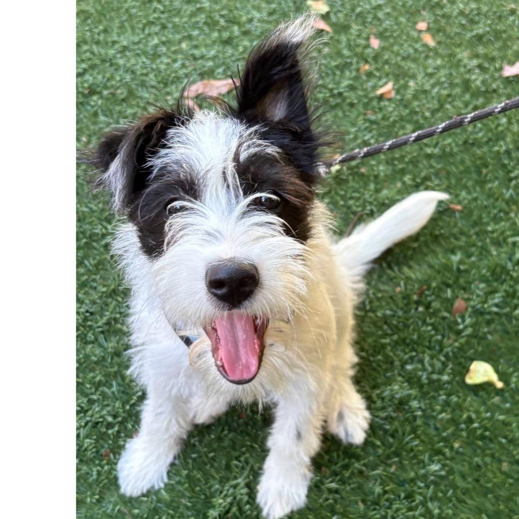 SPRITZ (puppy), a Adoptable Terrier in Pleasanton, CA image 2/6