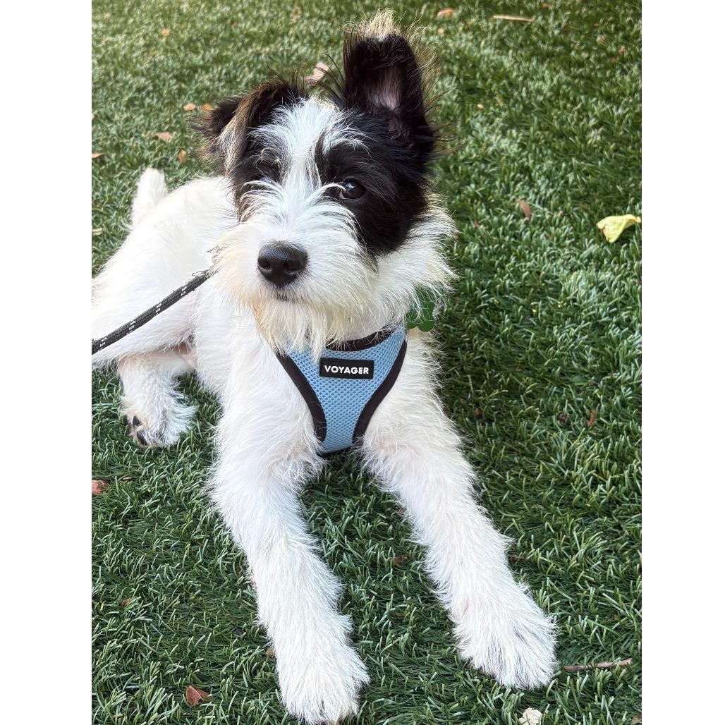 SPRITZ (puppy), a Adoptable Terrier in Pleasanton, CA image 3/6