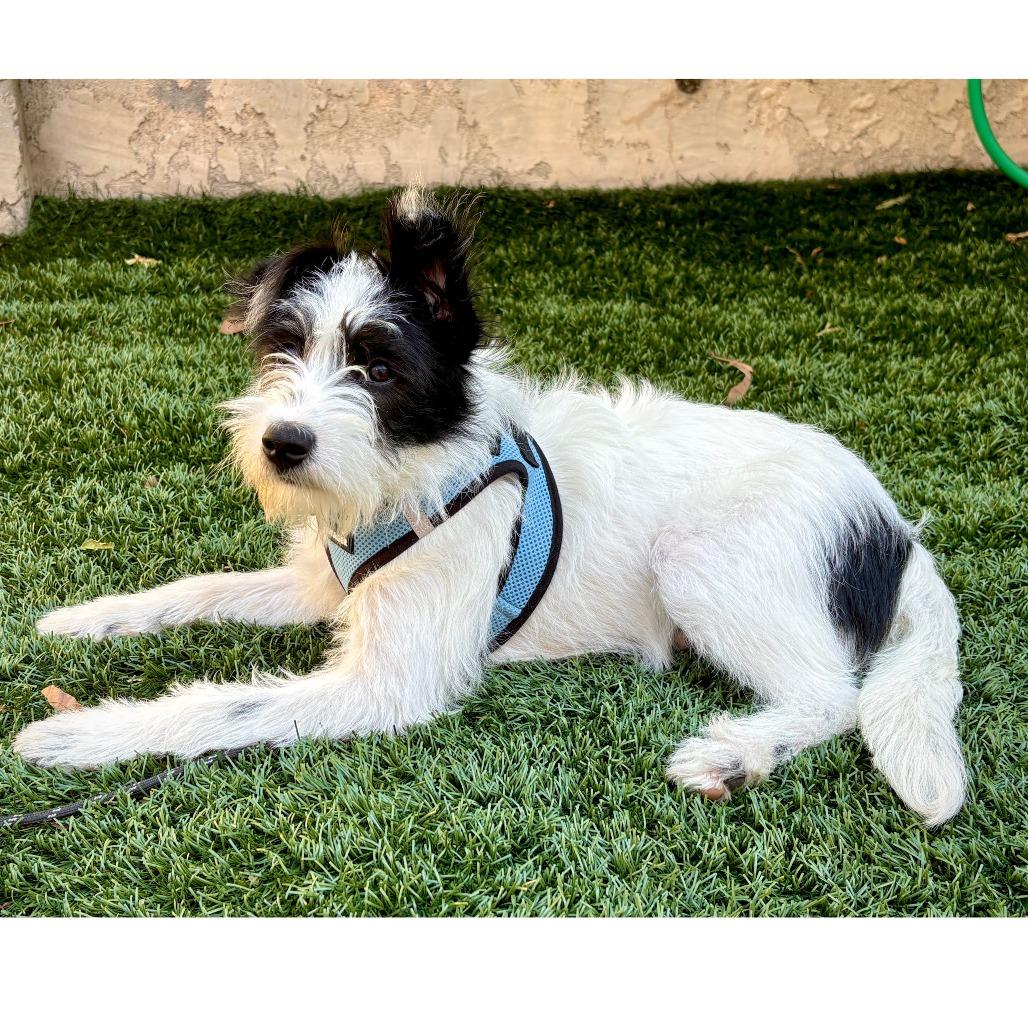 SPRITZ (puppy), a Adoptable Terrier in Pleasanton, CA image 4/6