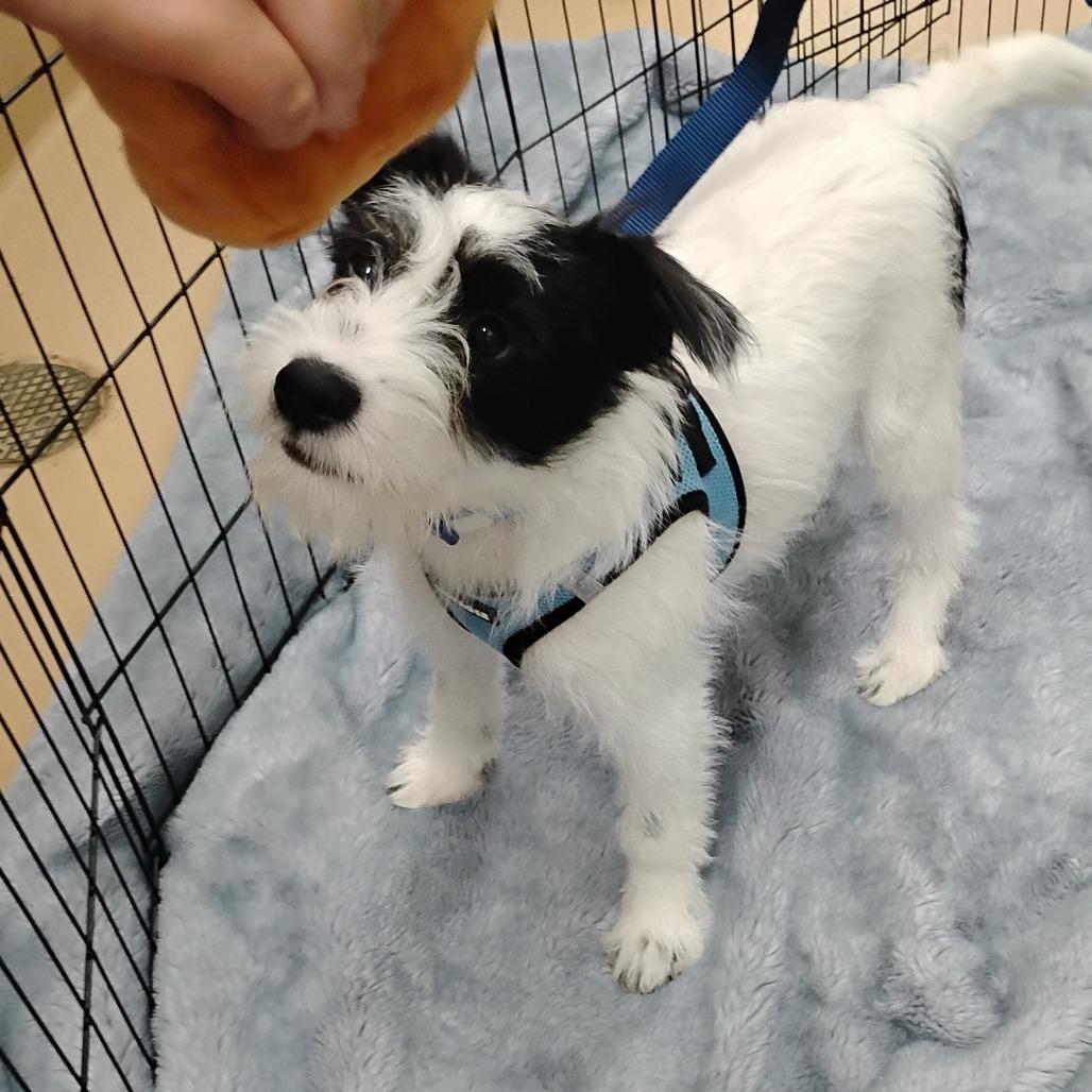 SPRITZ (puppy), a Adoptable Terrier in Pleasanton, CA image 5/6