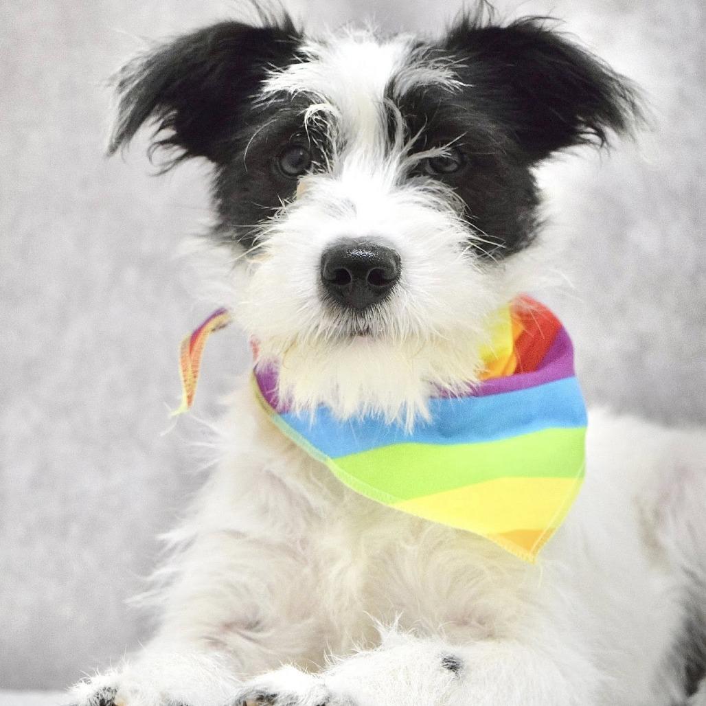 SPRITZ (puppy), a Adoptable Terrier in Pleasanton, CA image 6/6