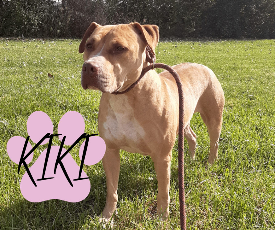 Enlarge Kiki, a Adoptable American Staffordshire Terrier in Marion, IN image 1/1