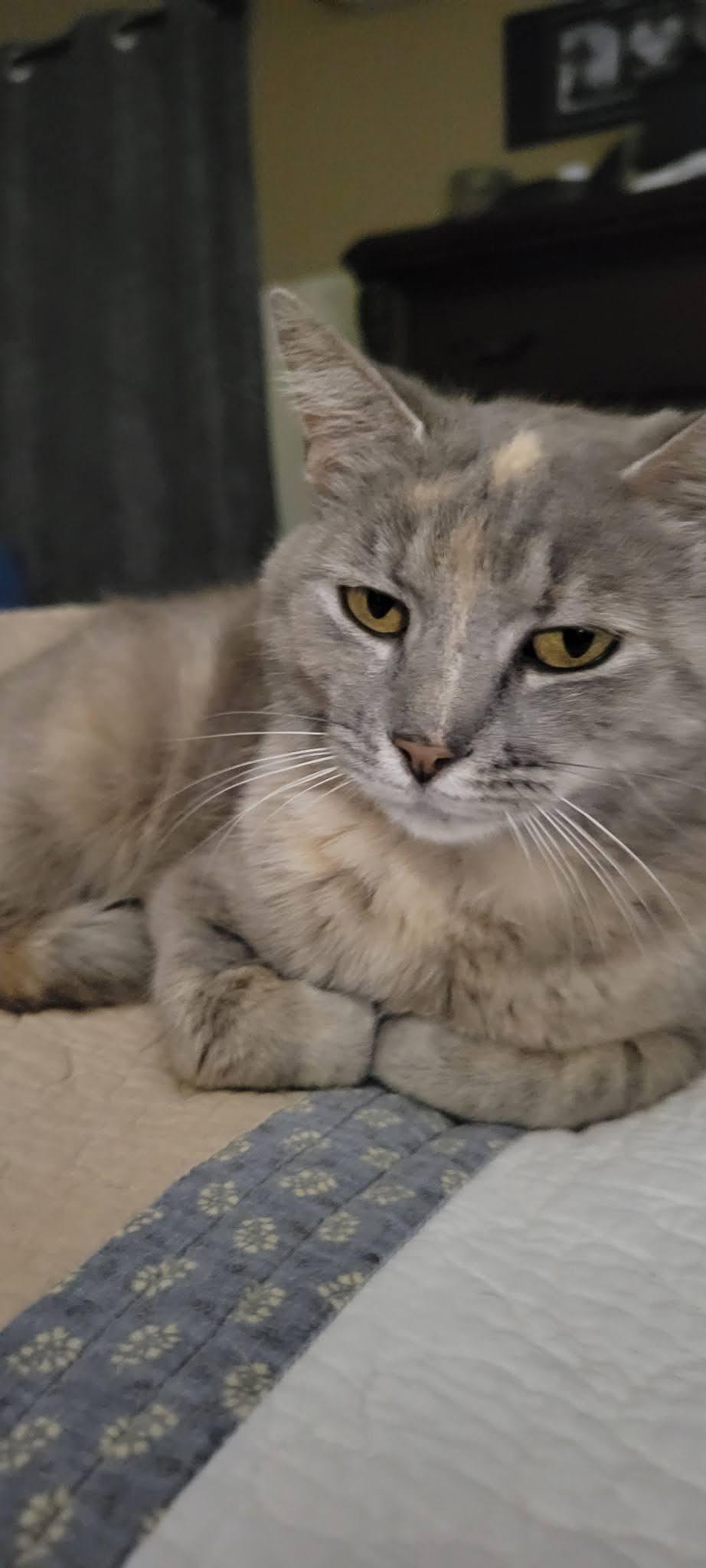 Doris, Adoptable, Adult Female American Shorthair.