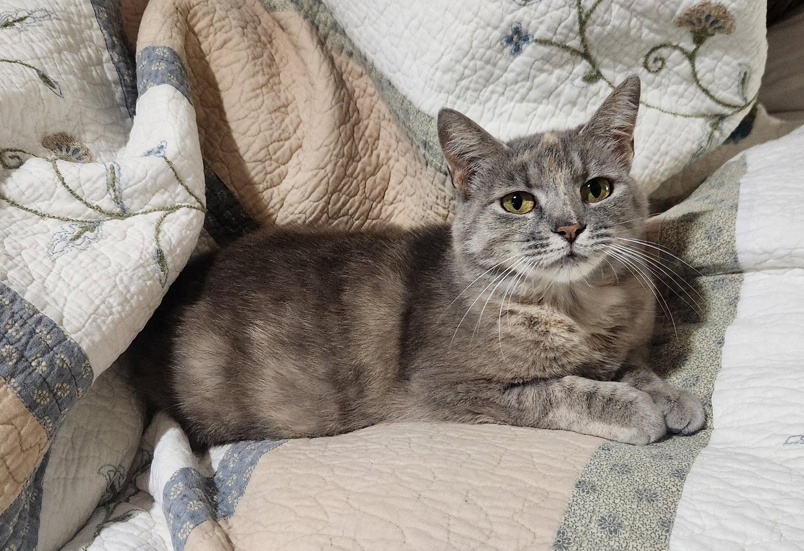 Enlarge Doris, a Adoptable American Shorthair in Roanoke, AL image 2/3