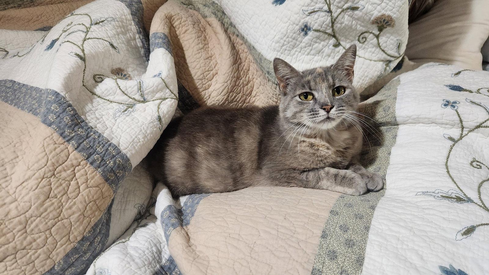 Enlarge Doris, a Adoptable American Shorthair in Roanoke, AL image 3/3