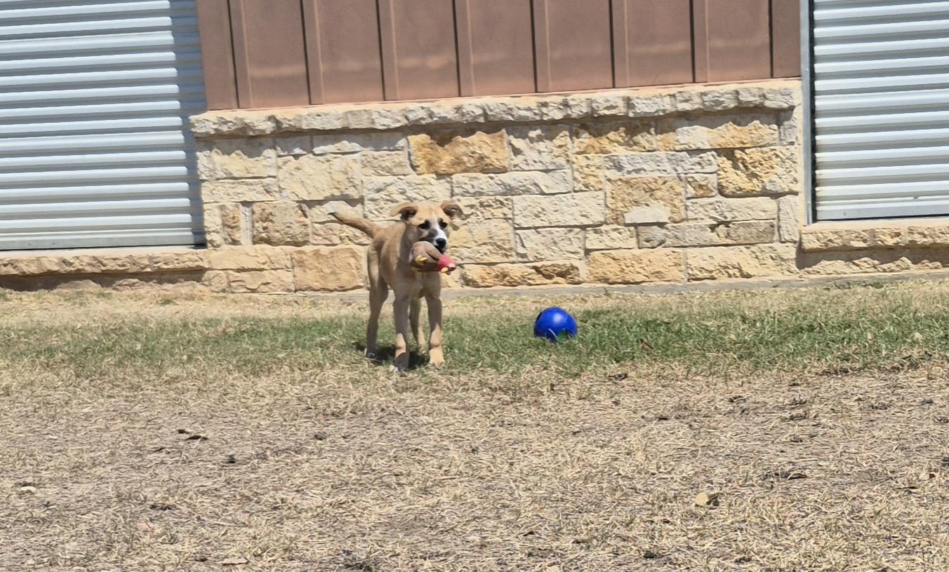 Enlarge Robin, a ADOPTABLE mixed breed in Schertz, TX image 2/4