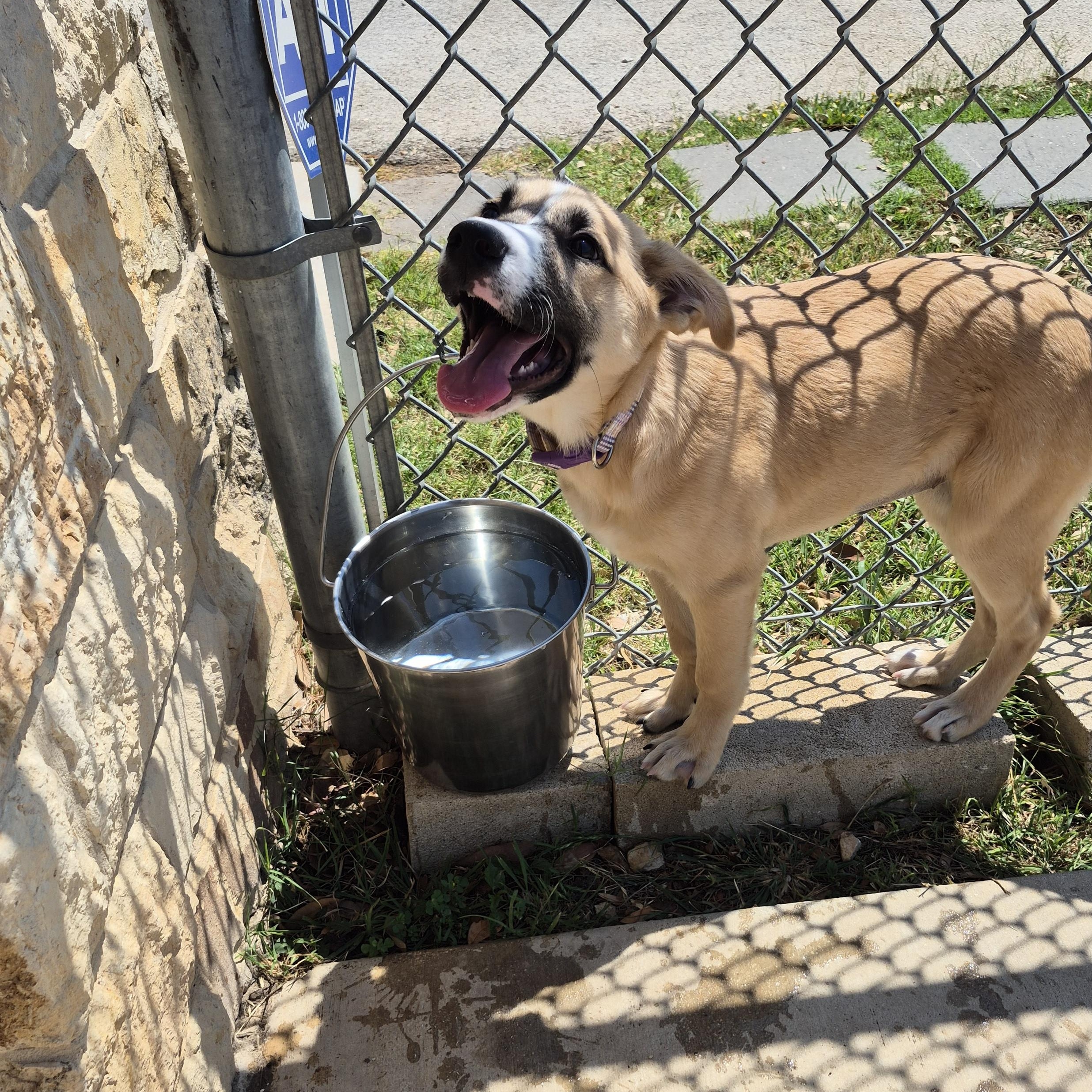 Robin, ADOPTABLE, Young Female Shepherd.