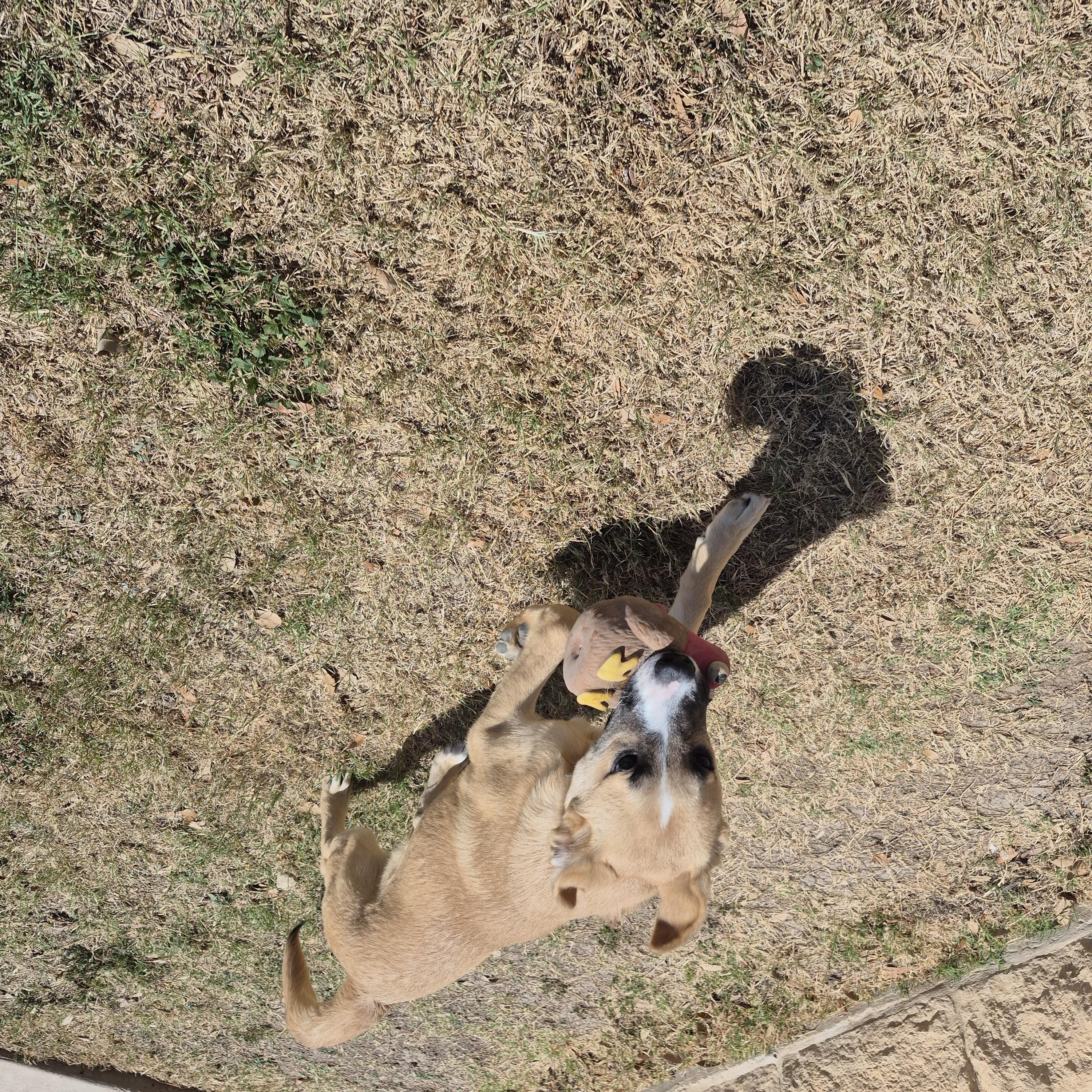 Enlarge Robin, a ADOPTABLE mixed breed in Schertz, TX image 4/4