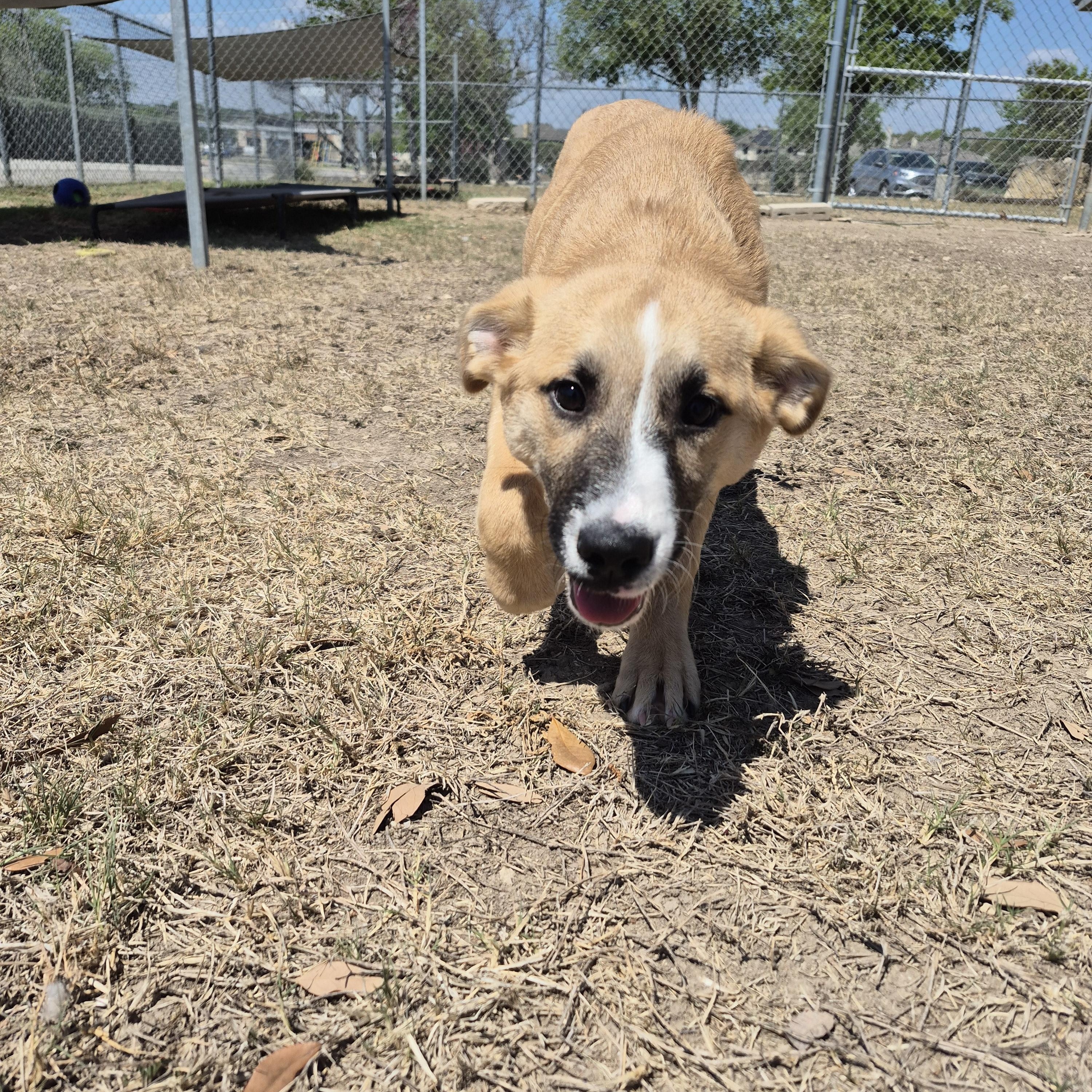Enlarge Robin, a ADOPTABLE mixed breed in Schertz, TX image 3/4