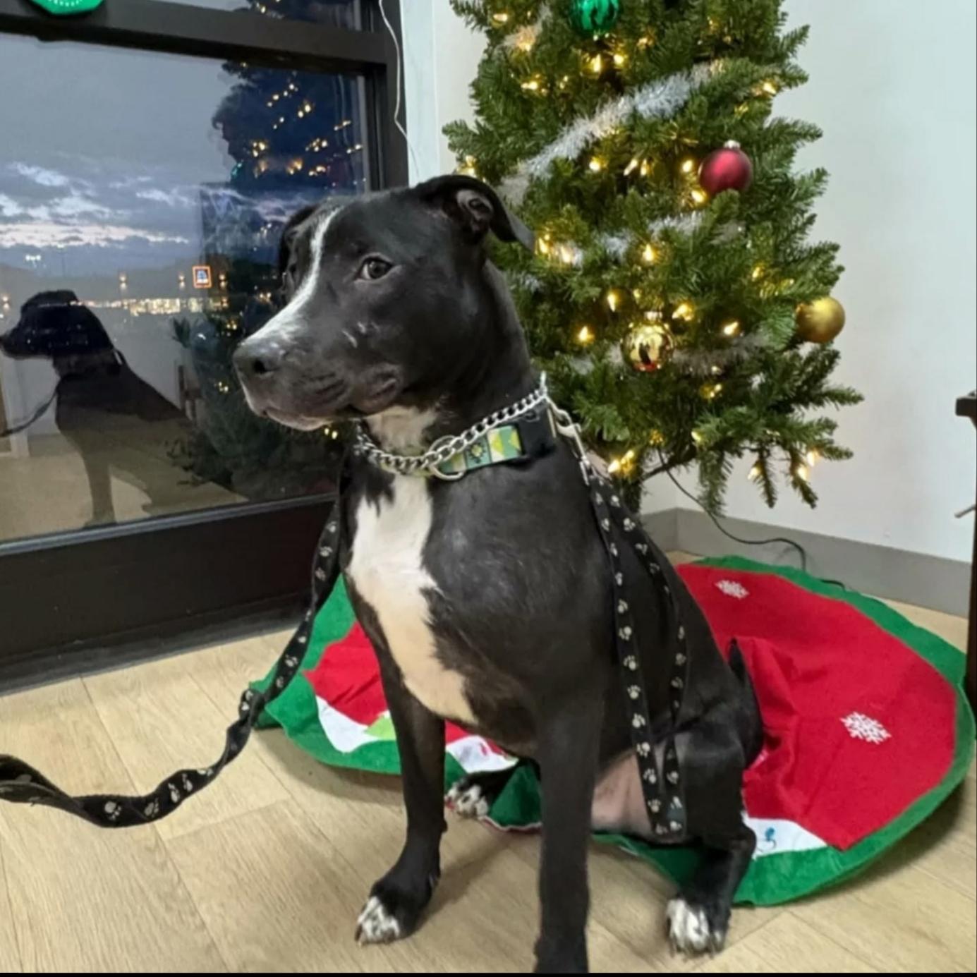 Enlarge Domino, an adopted mixed breed in Nashville, TN image 1/2