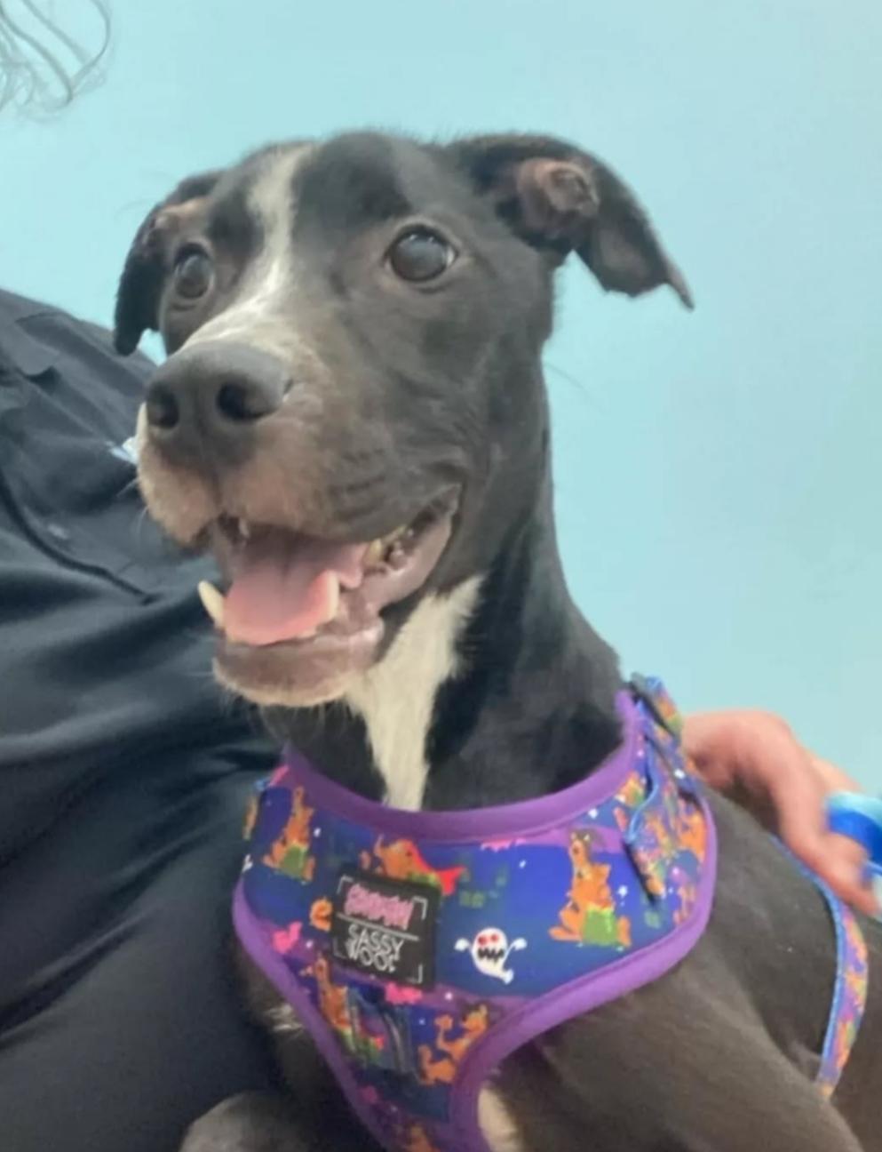 Enlarge Domino, an adopted mixed breed in Nashville, TN image 2/2