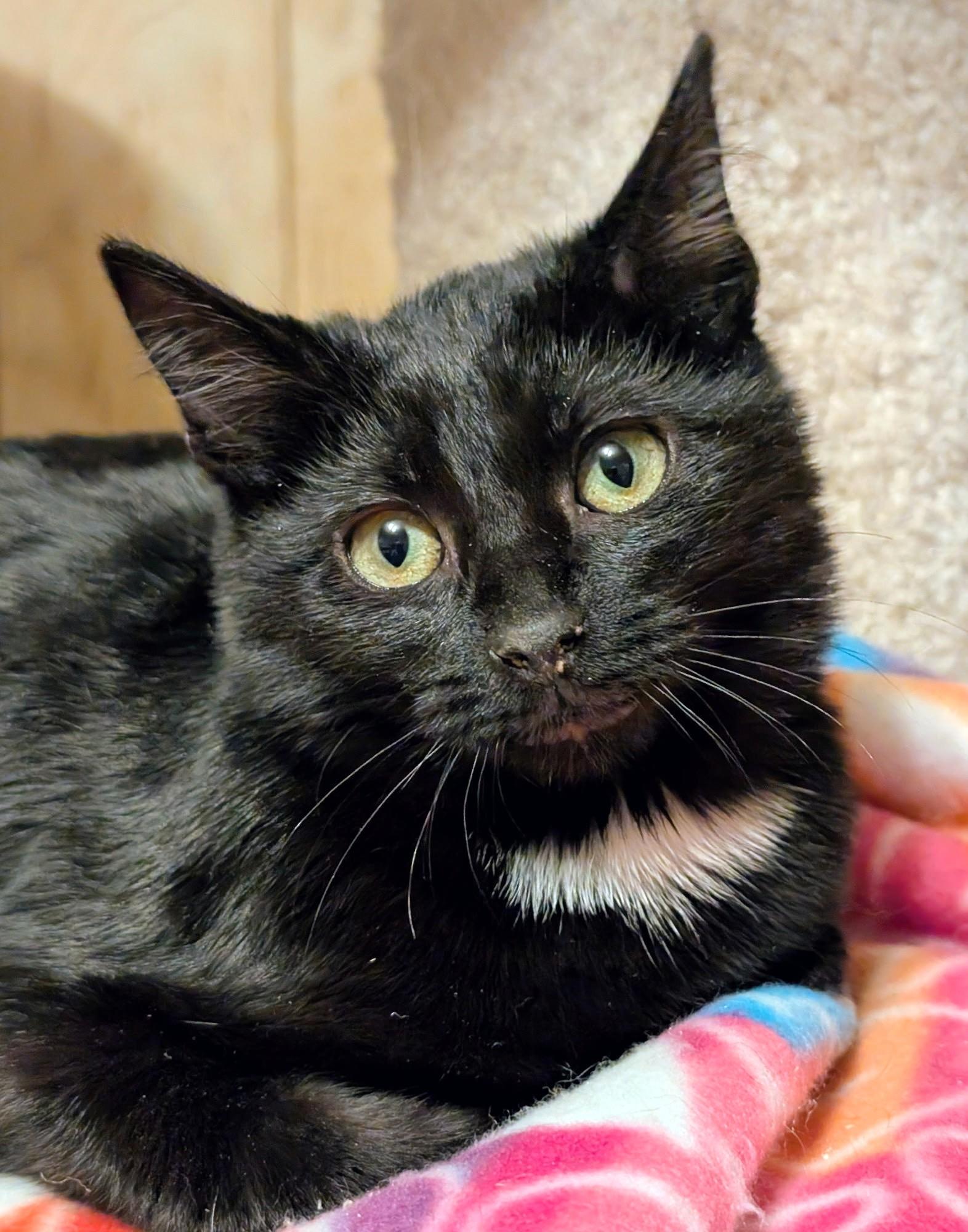 Enlarge Bentley, Mr. Personality!, an adopted Domestic Short Hair in Newport, WA image 3/6