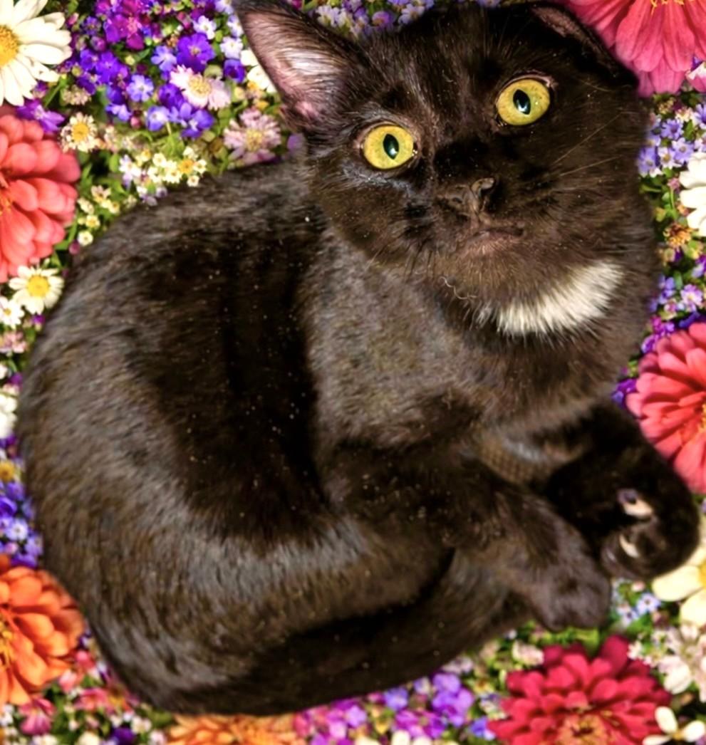 Enlarge Bentley, Mr. Personality!, an adopted Domestic Short Hair in Newport, WA image 6/6